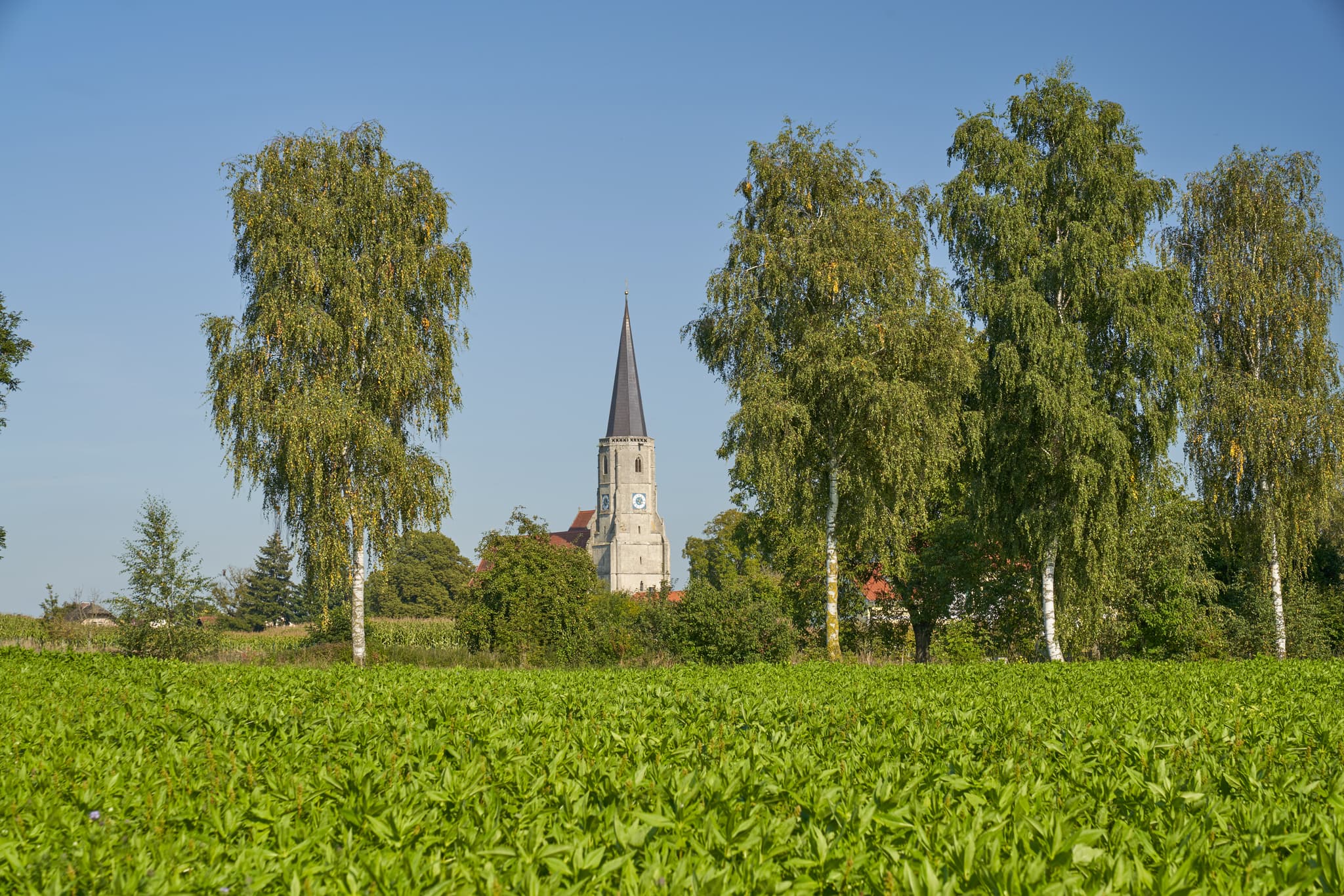 Wallfahrtskirche St. Leonhard in Aigen am Inn, Bad Füssing, Passau, Niederbayern, Deutschland. Motiv mit Kirche, Feldern, Bäumen, blauem Himmel.