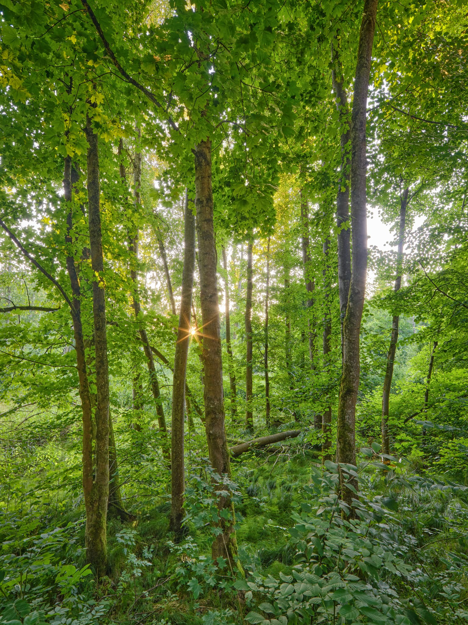 Wald im Lichtlberger Wald bei Gern, Eggenfelden, Rottal-Inn, Niederbayern. Sonnenstrahlen auf Bäume und Waldboden. Grüne Natur im Holzland, Deutschland.