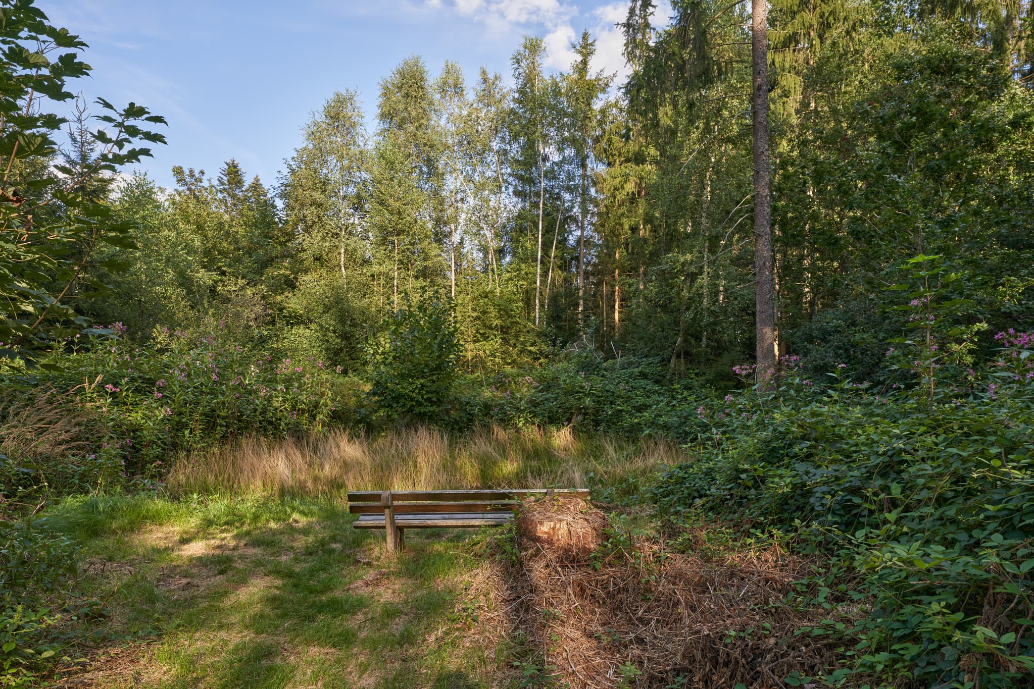 Waldweg mit Bank nahe Kapelle in Simbach am Inn, Landkreis Rottal-Inn, Niederbayern, Holzland/Bäderdrieck, Bayern, Deutschland.
