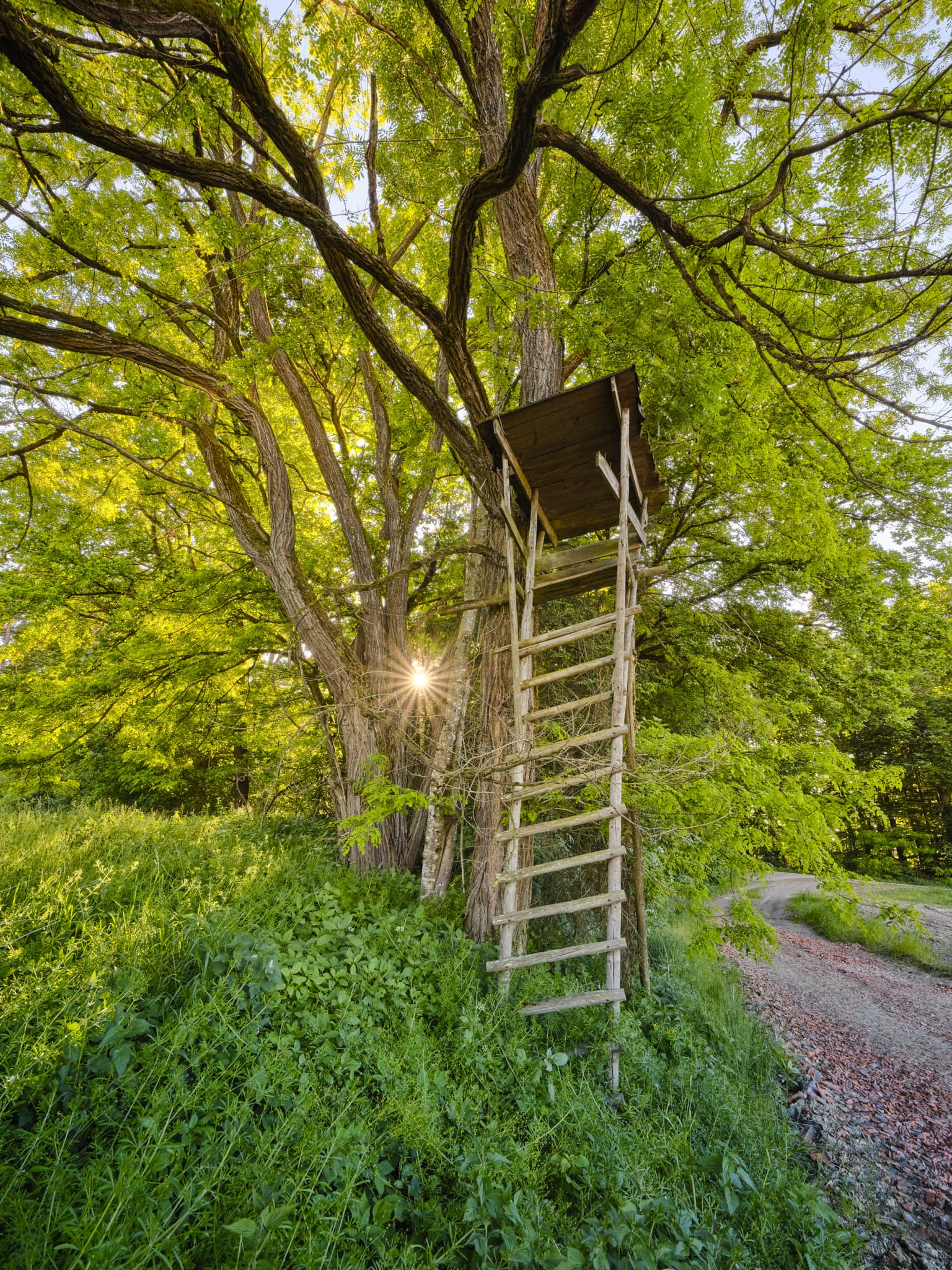 Hochsitz am Waldrand bei Reiter, Schächnerhof Waldberger Str., Erlbach, Altötting, Oberbayern, Inn-Salzach,Naturlandschaft mit Sonnenstern und Feldweg.
