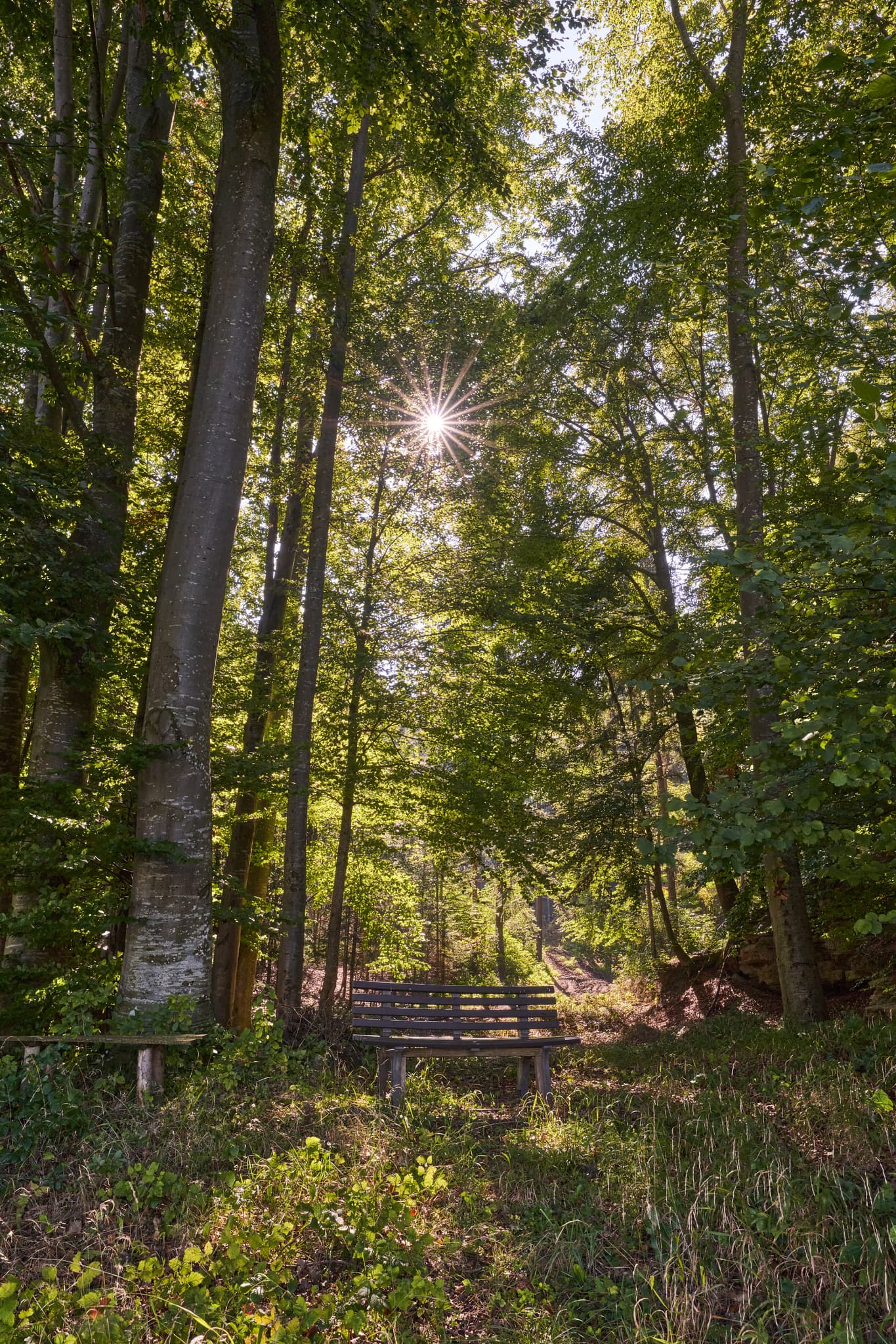 Parkbank am St.-Rupert-Pilgerweg Berger a. Brunn, nahe Kastl im Landkreis Altötting, Oberbayern, Deutschland. Natur und Wald der Region Inn-Salzach.