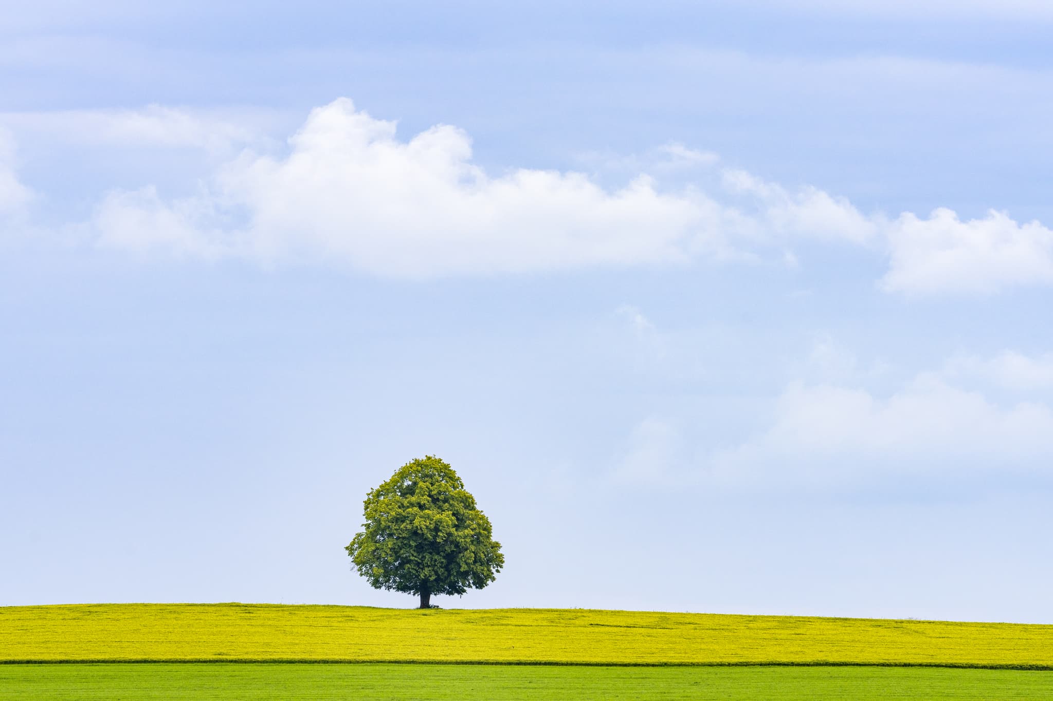 Einzelner Baum auf weitem Feld in Rainbichl, Tyrlaching, Landkreis Altötting, Oberbayern. Die idyllische Landschaft im Inn-Salzach Gebiet Deutschlands.