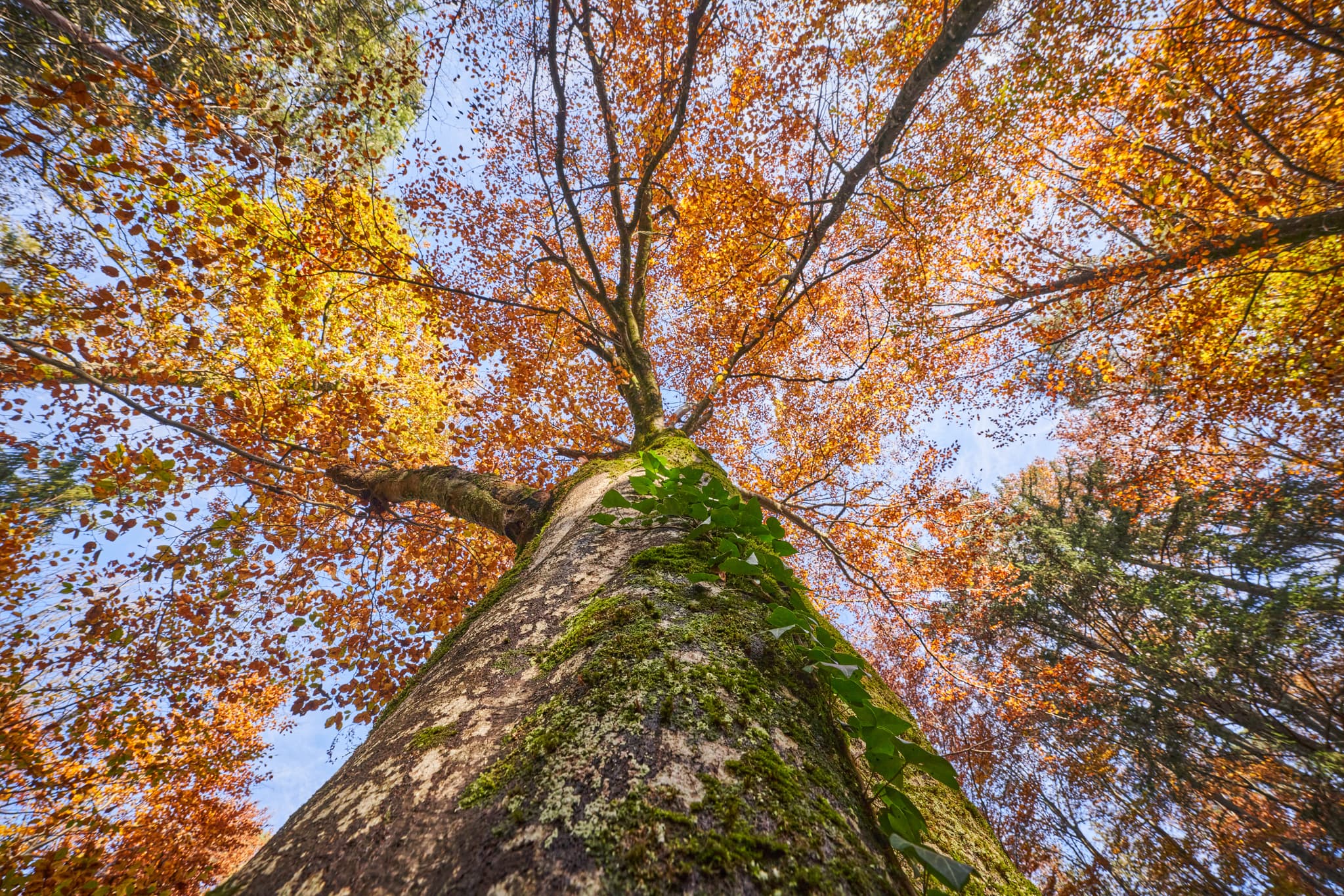 Blick nach oben in herbstlichen Wald mit goldenen Blättern am Klosterau Walderlebnispfad, Mehring, Altötting, Oberbayern, Inn-Salzach, Deutschland.
