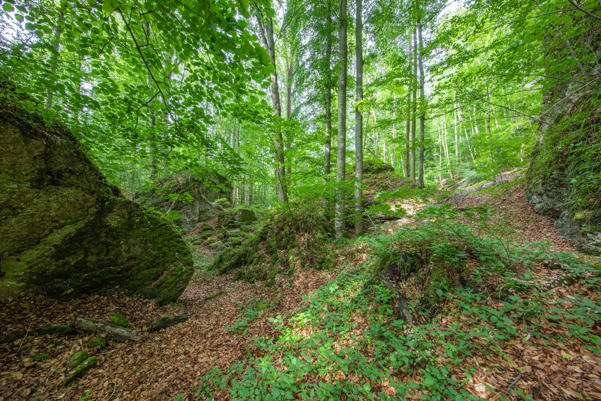 Tuffsteinfelsen am Schlossberg bei Garching, Altötting, Oberbayern. Dichte Laubwälder, Inn-Salzach Region in Deutschland mit moosbewachsenen Felsen.