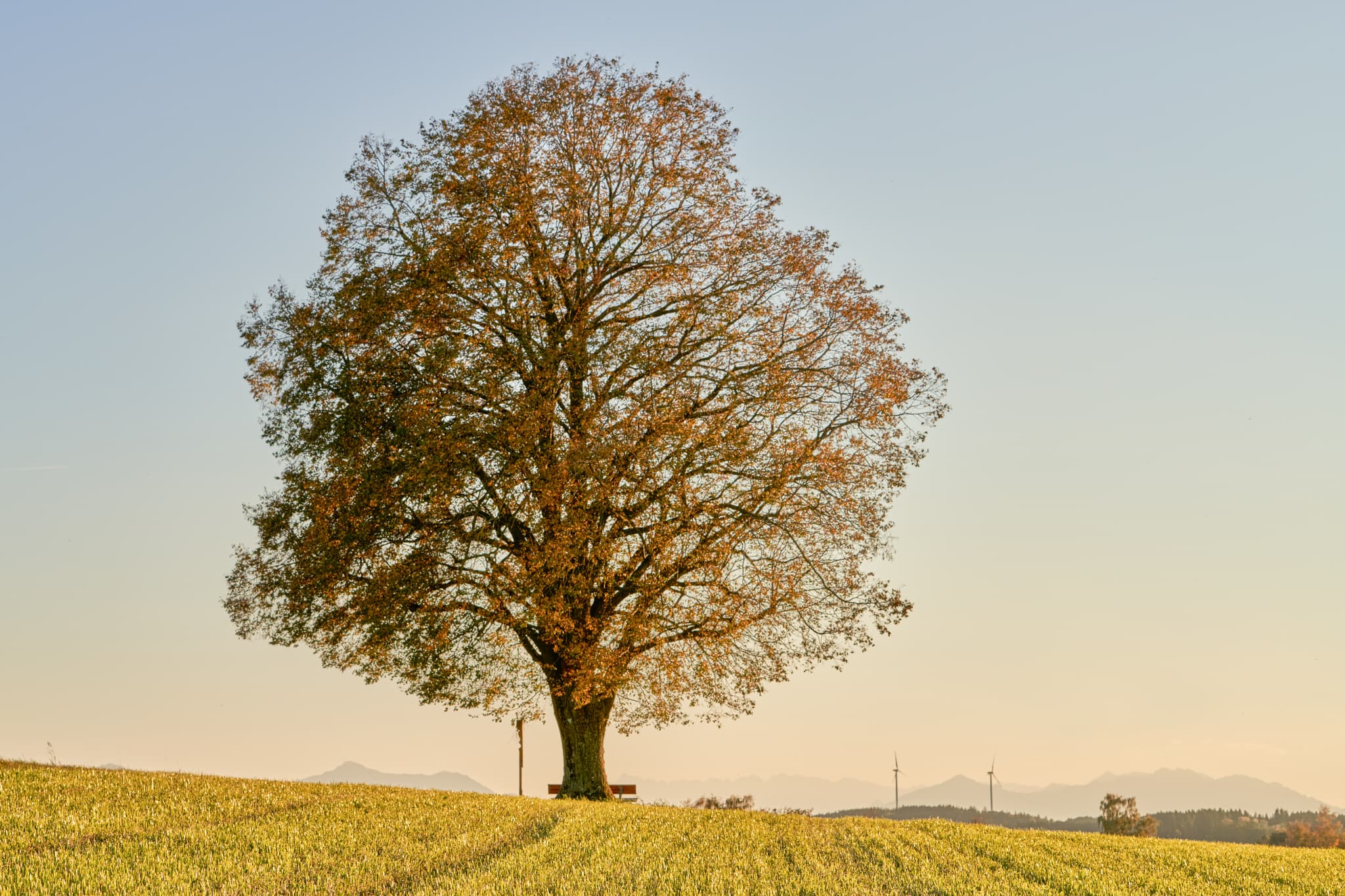 Linde mit Sitzbank in Rainbichl, Tyrlaching, Landkreis Altötting, Oberbayern. Charakteristische Landschaft der Region Inn-Salzach, Deutschland.