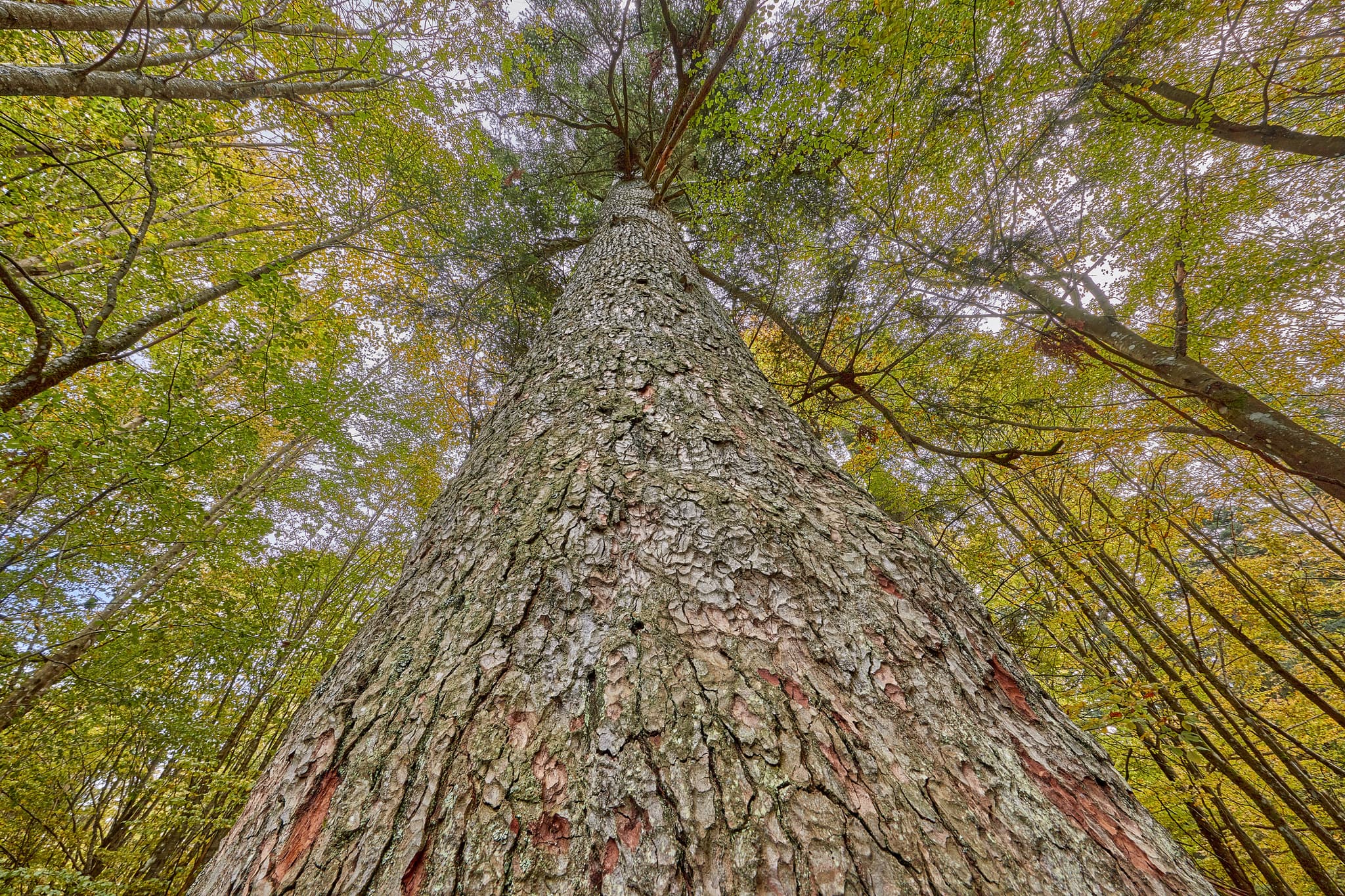 Imposante Waldhaustanne im Hans-Watzlik-Hain, Bayerisch Eisenstein, Landkreis Regen, Niederbayern. Ein Naturhighlight im Bayerischen Wald, Deutschland.