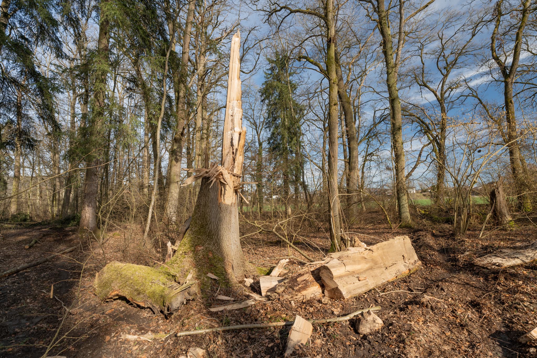 Gebrochener Baumstamm am Isen-Stausee bei Winhöring, Landkreis Altötting, Oberbayern, Deutschland. Die naturbelassene Waldlandschaft der Region Inn-Salzach.