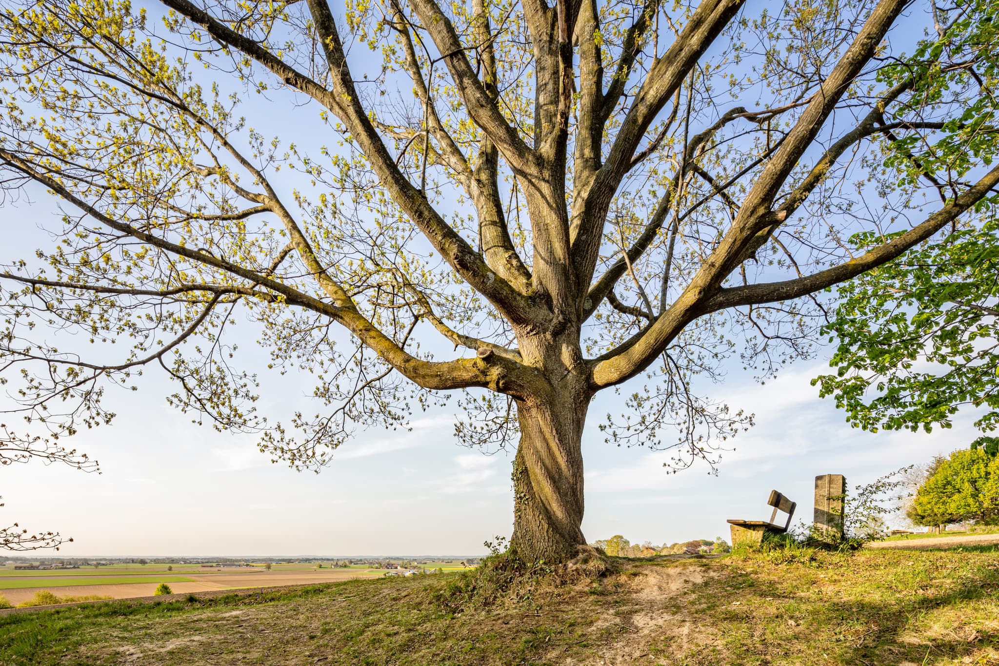 Blick auf weite Landschaft mit markantem Baum von Anhöhe bei Oberschroffen, Unterneukirchen. Landkreis Altötting, Oberbayern, Region Inn-Salzach, Deutschland.