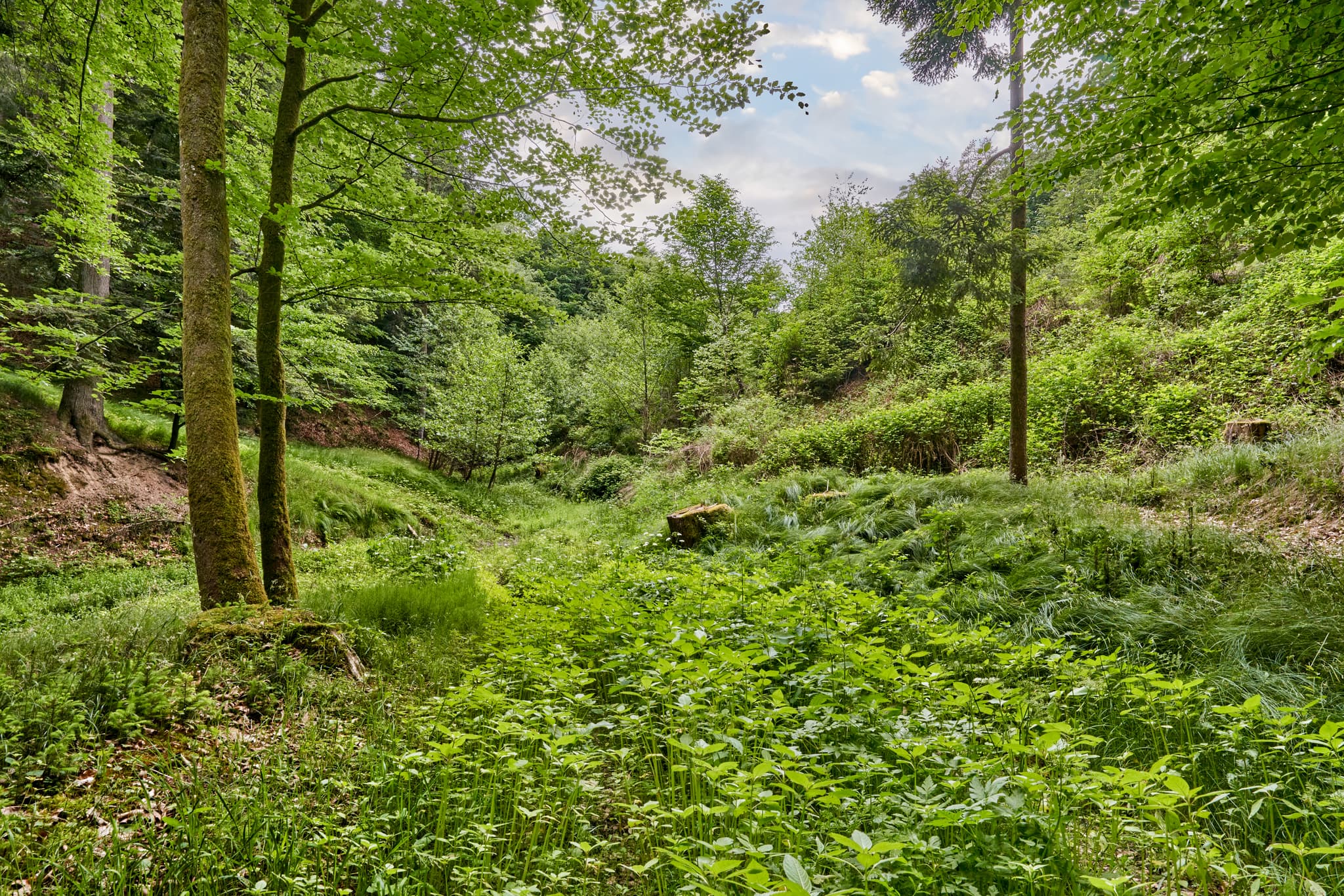Grüne Waldlandschaft mit dichtem Bodenbewuchs und Bäumen, am Birnbach, Gemeinde Erlbach. Landkreis Altötting, Oberbayern, Region Inn-Salzach, Deutschland.