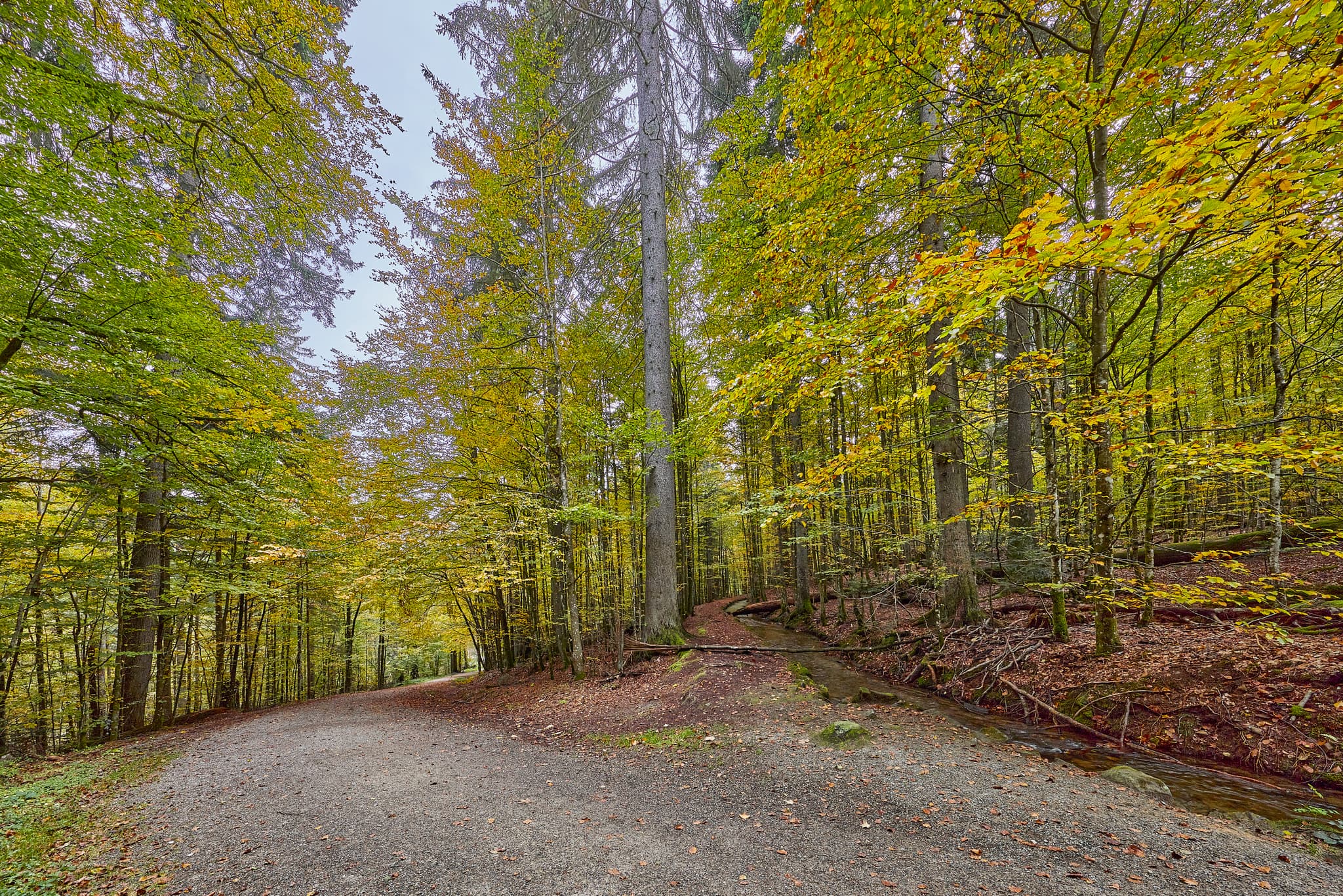 Waldweg im Hans-Watzlik-Hain, Bayerisch Eisenstein, Landkreis Regen. Herbstliche Bäume und Kanal im Bayerischen Wald, Niederbayern, Deutschland.