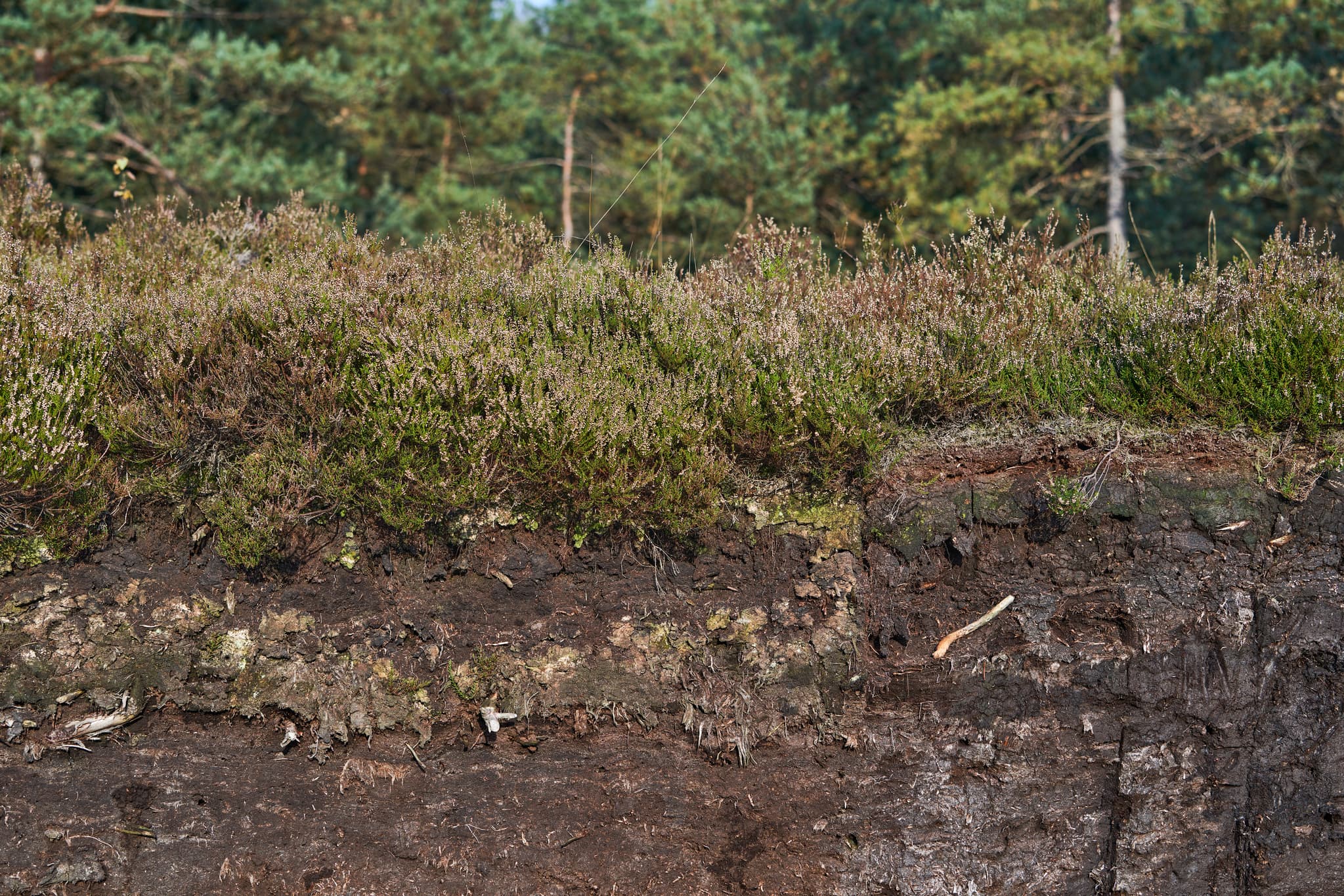 Torfprofil und Moorvegetation im Schoenramer Filz, Petting. Landschaft des Landkreises Traunstein, Oberbayern, prägt die Chiemgau-Region in Deutschland.