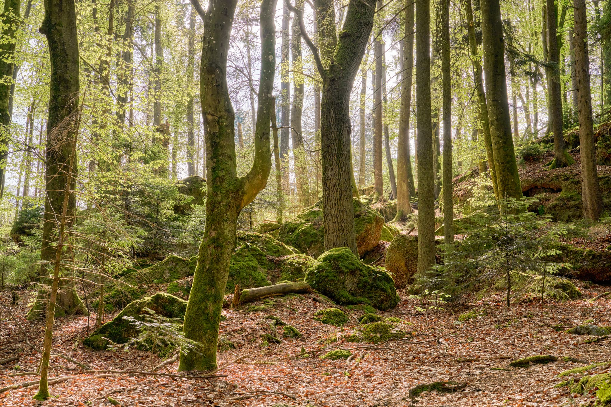 Waldweg St. Salvator zum Kultstein, Bad Griesbach, Landkreis Passau, Niederbayern, Bayern. Deutschland.