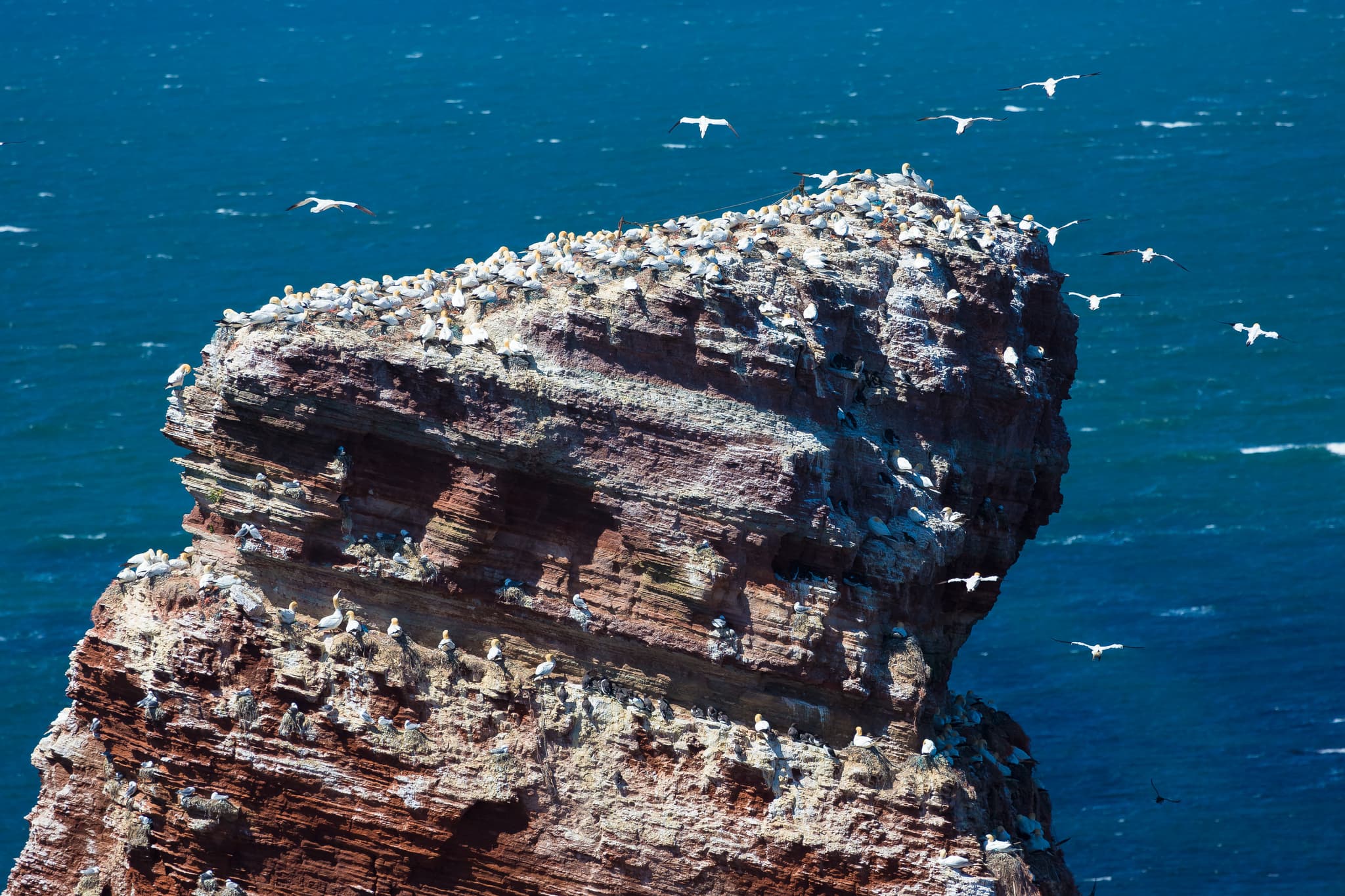 Basstölpelkolonie auf den markanten Felsen Helgolands in der Nordsee, Deutschland. Einzigartige Meereslandschaft im Landkreis Pinneberg, Schleswig-Holstein.