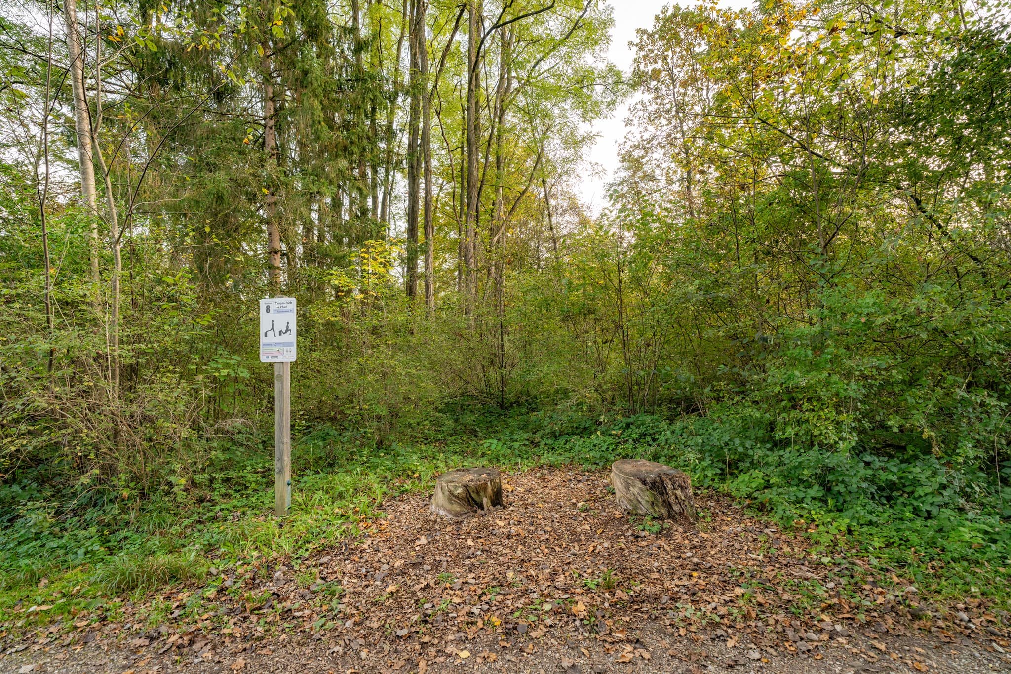 Ausfallschritte am Trimm-dich-Pfad in Winhöring, Altötting, Oberbayern. Naturweg durch den Wald der Region Inn-Salzach, Deutschland. Baumstümpfe am Wegesrand.