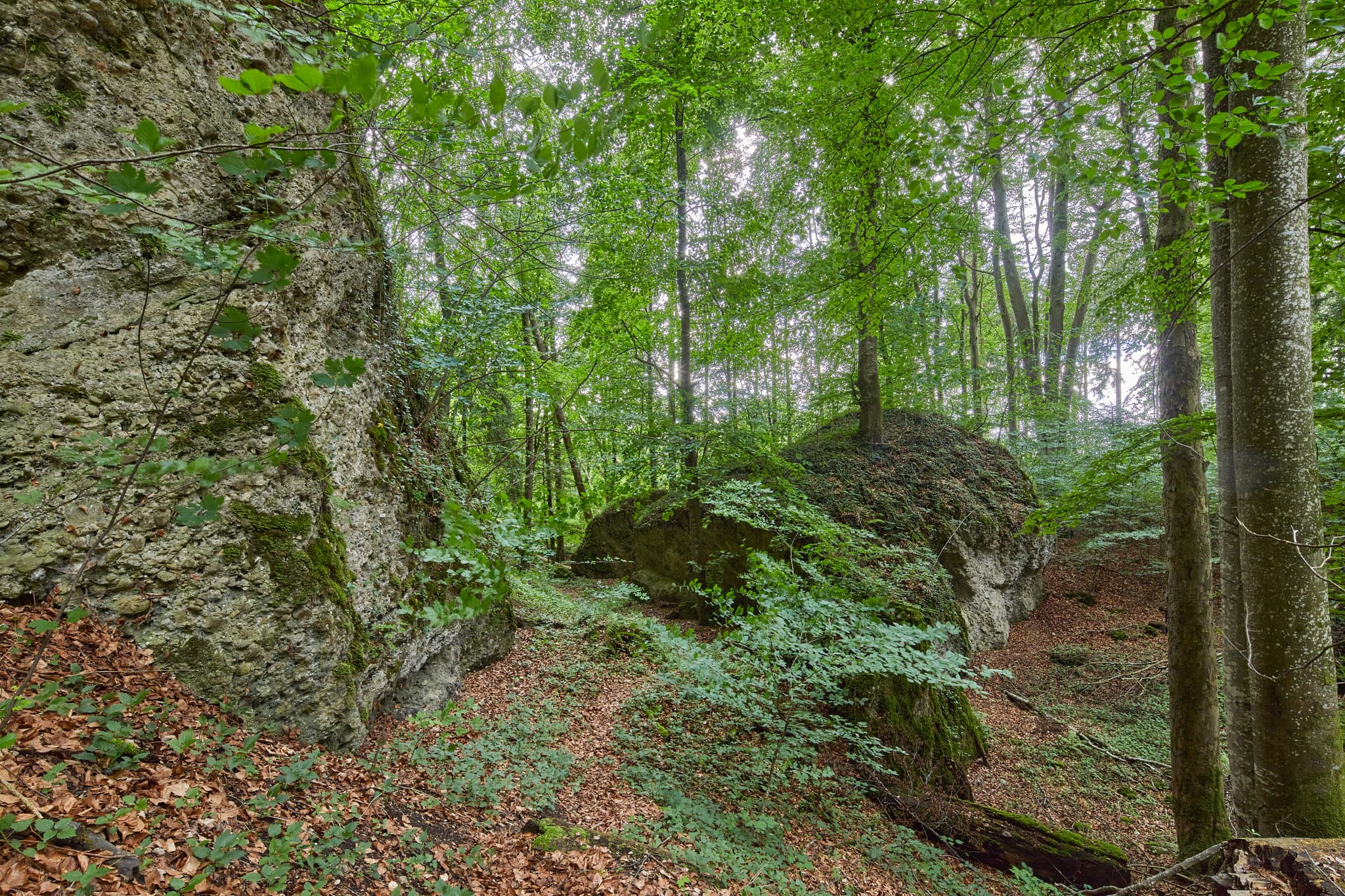 Tuffstein am Schlossberg, Wald, Garching, Altötting. Waldlandschaft, moosbewachsene Felsen, dichtes Grün. Region Inn-Salzach, Oberbayern, Deutschland.