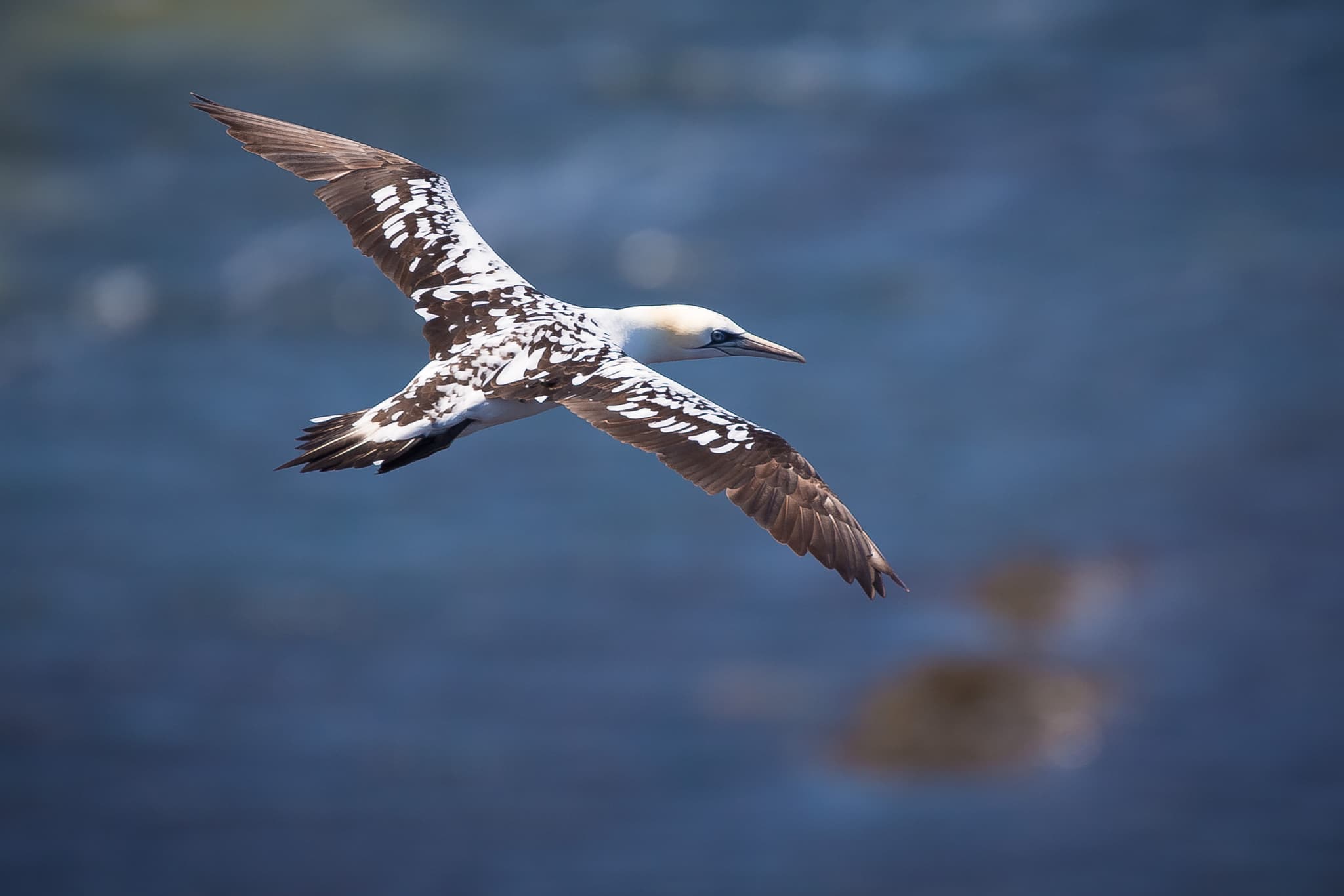Basstölpel fliegt über Nordsee bei Helgoland. Insel Helgoland liegt im Landkreis Pinneberg, Schleswig-Holstein, Deutschland. Region: Nordseeinsel Helgoland.