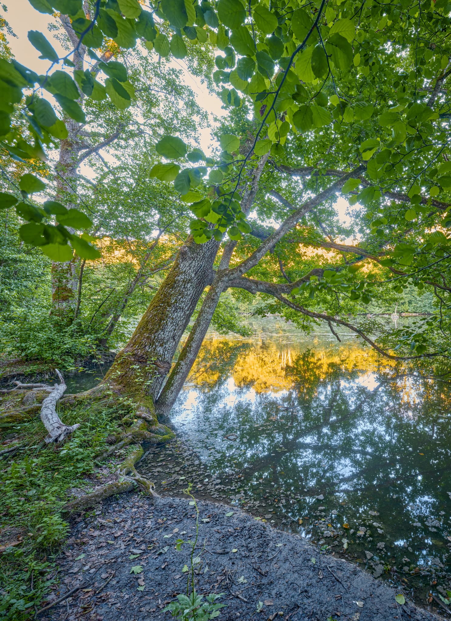 Idyllischer Blick auf einen Baum am Ufer des Gewässers im Gern Lichtlberger Wald, nahe Eggenfelden, Landkreis Rottal-Inn, Niederbayern, Holzland, Deutschland.