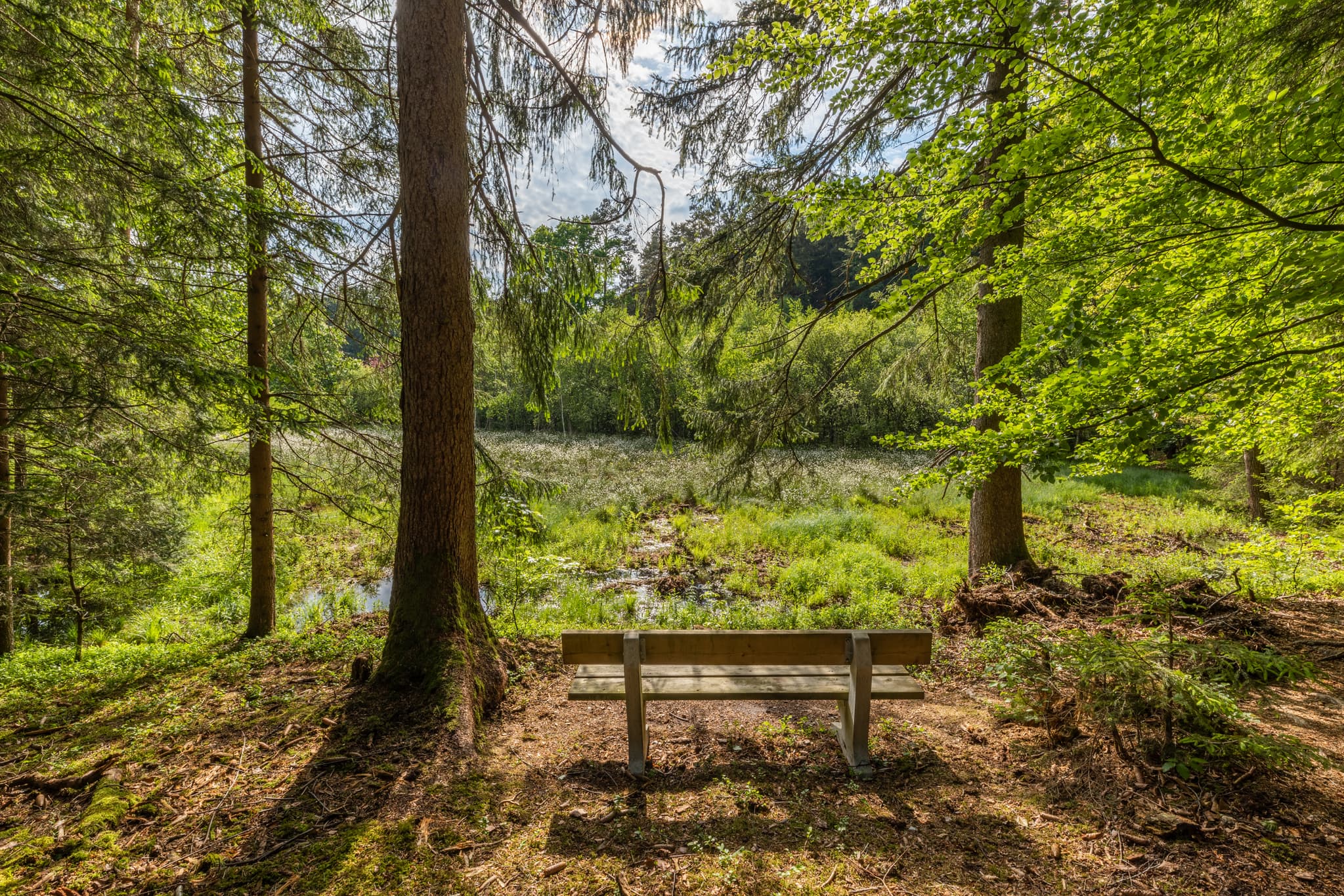 Holzbank am Todeiskesselweg. Ruhige Feuchtlandschaft umgeben von Wald. Haager Land, Haag, Landkreis Mühldorf am Inn, Oberbayern, Inn-Salzach, Deutschland.
