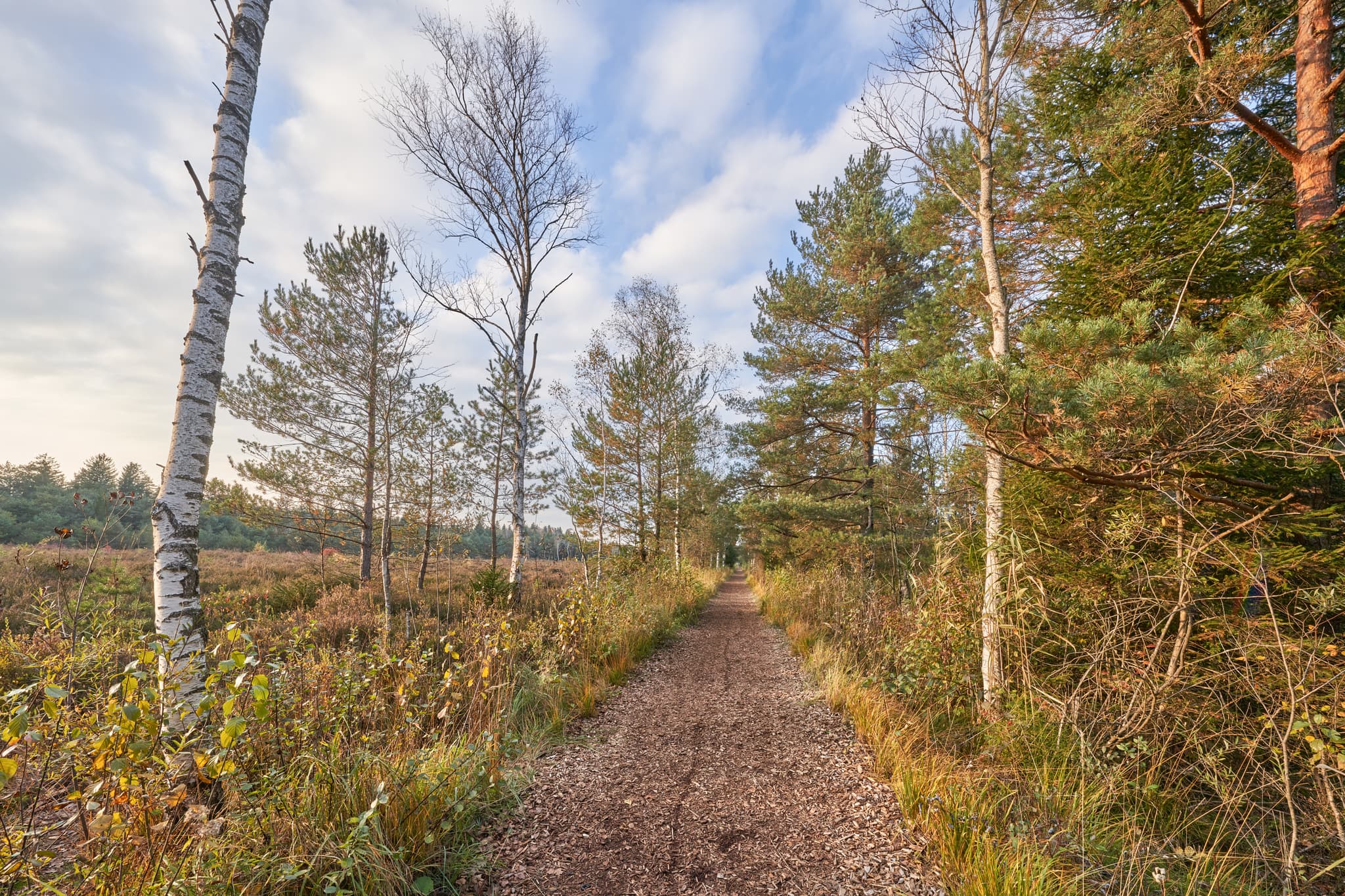 Weg führt durch die Moorlandschaft des Schönramer Filz nahe Petting. Dieses Feuchtgebiet liegt im Landkreis Traunstein, Oberbayern, Chiemgau, Deutschland.
