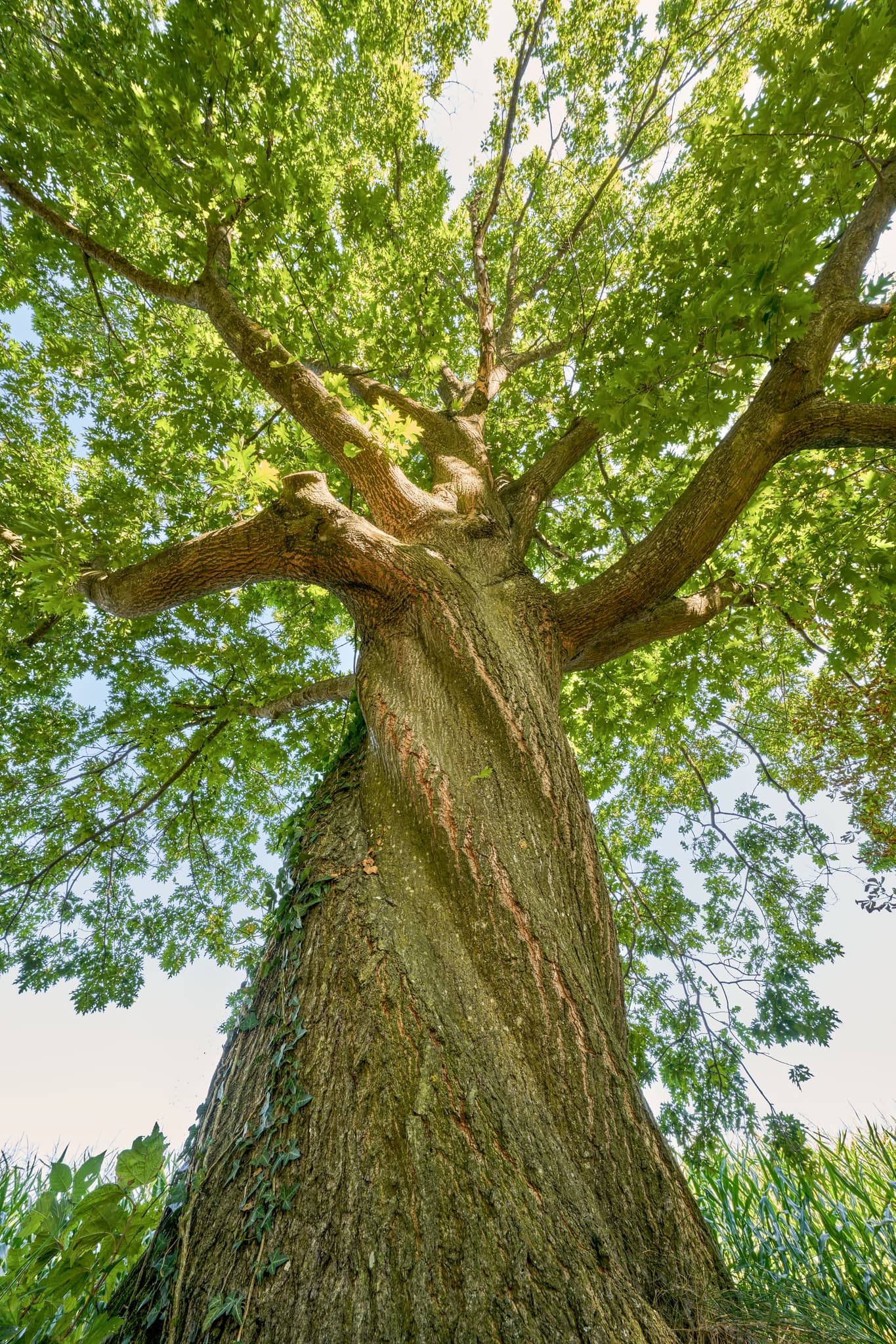 Eindrucksvolle Eiche in Oberschroffen, Unterneukirchen, Altötting, Oberbayern, Deutschland. Der Baum ist Teil des St.-Rupert-Pilgerwegs der Inn-Salzach Region.