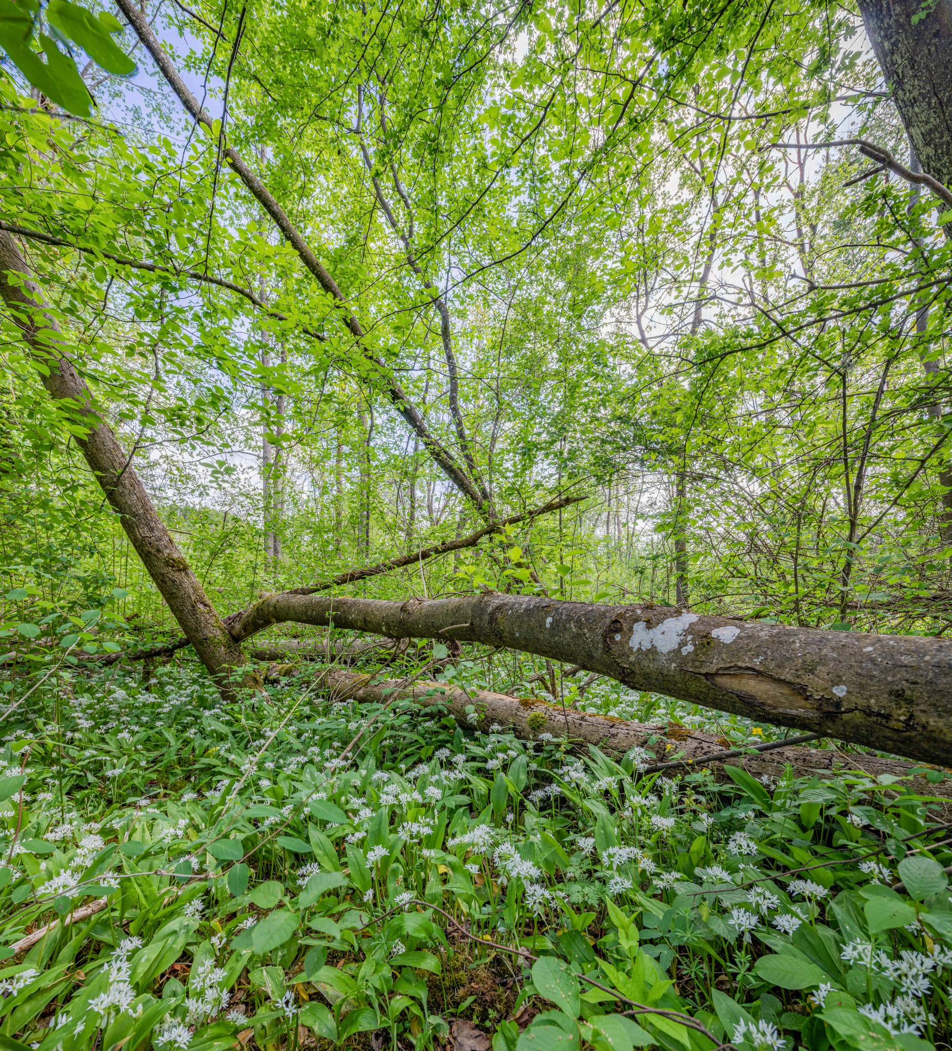 Waldbild mit blühendem Bärlauch und umgestürztem Baum in Alz, Garching. Landkreis Altötting, Oberbayern, Teil der Region Inn-Salzach, Deutschland.