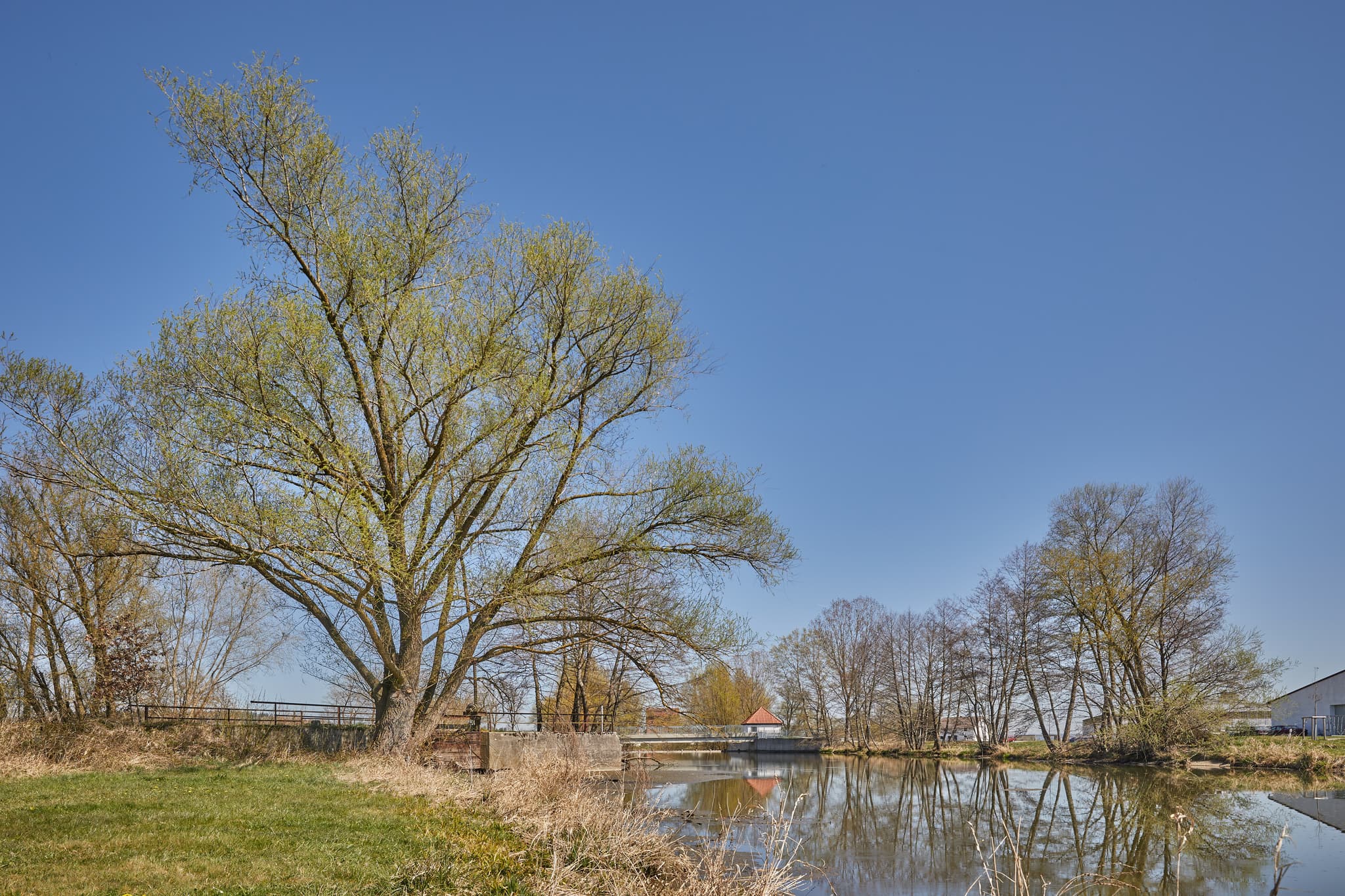 Beeindruckender Baum am Ufer eines Gewässers in Rott, Unterdietfurt, Landkreis Rottal-Inn, Niederbayern. Ländliche Landschaft im Holzland, Deutschland.