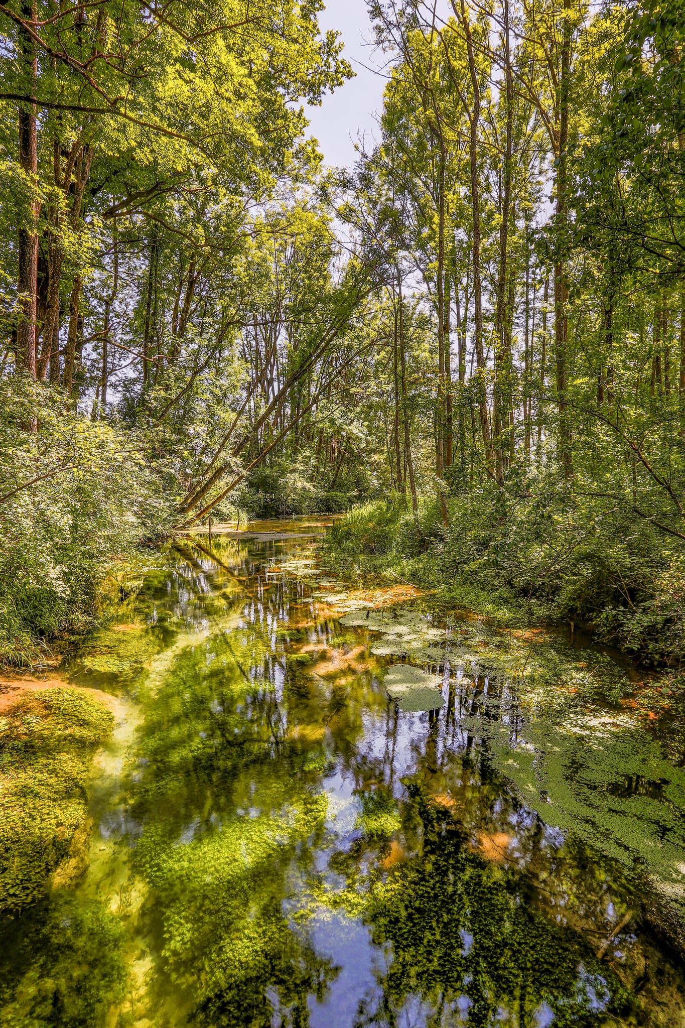 Bachlauf in Frauenstein, Mining, Innviertel, Bezirk Braunau am Inn, Oberösterreich. Grüne Waldlandschaft mit Baumspiegelungen im klaren Wasser in Österreich.
