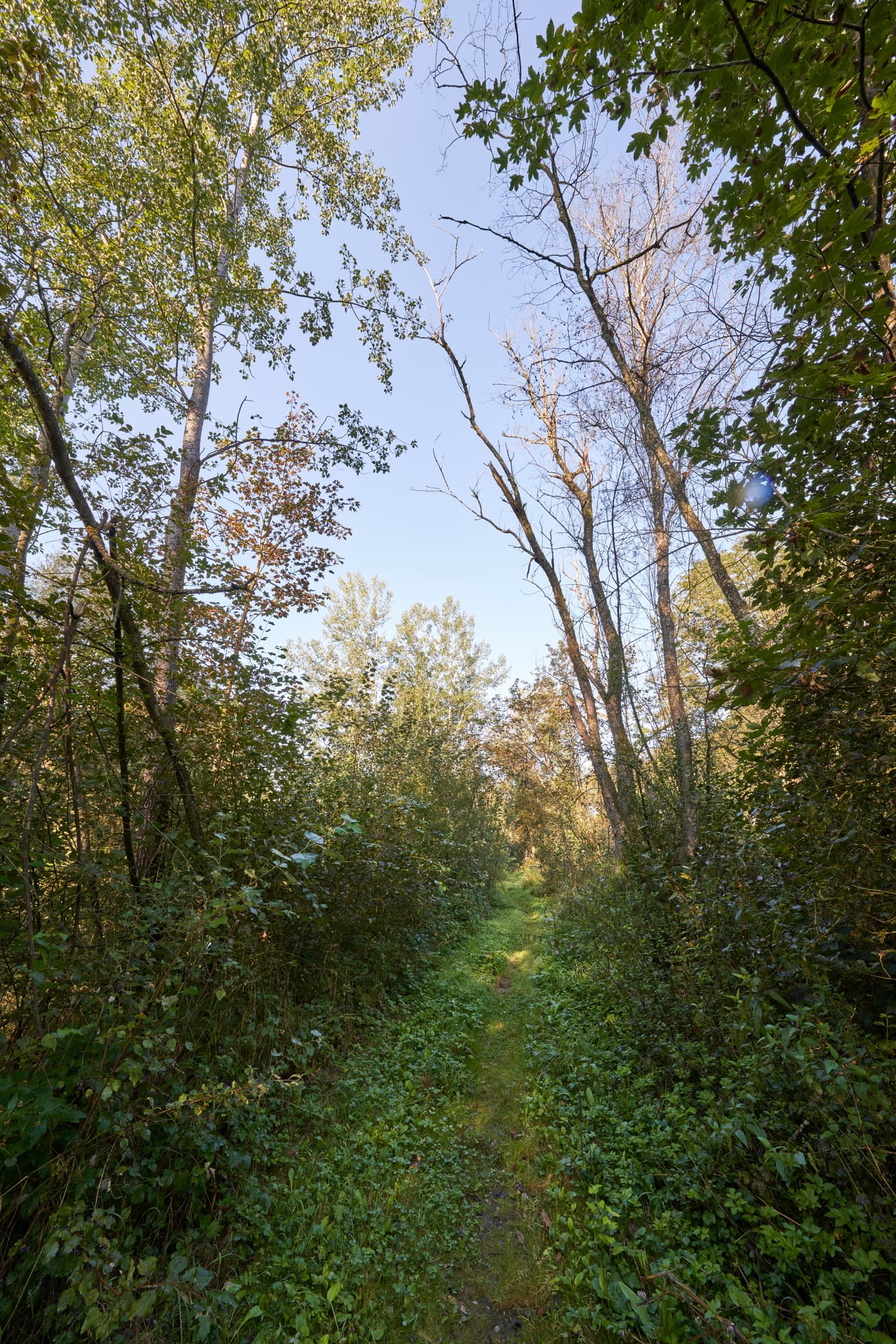 Ein idyllischer, von Bäumen gesäumter Pfad in Winhöring. Gelegen im Landkreis Altötting, Oberbayern, Deutschland, prägt die Landschaft der Region Inn-Salzach.