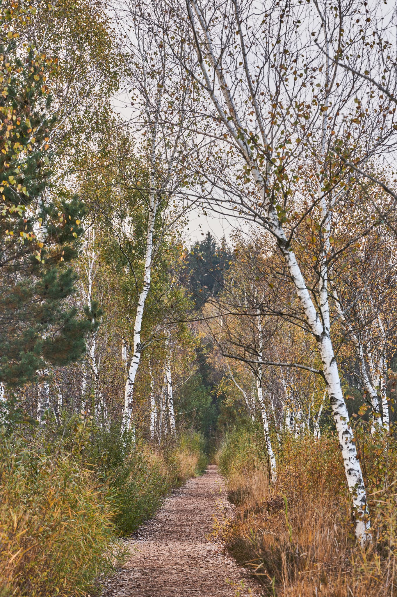 Ein Naturpfad durch das herbstliche Schönramer Filz, eine Moorlandschaft nahe Petting. Landkreis Traunstein, Oberbayern im Chiemgau, Deutschland.