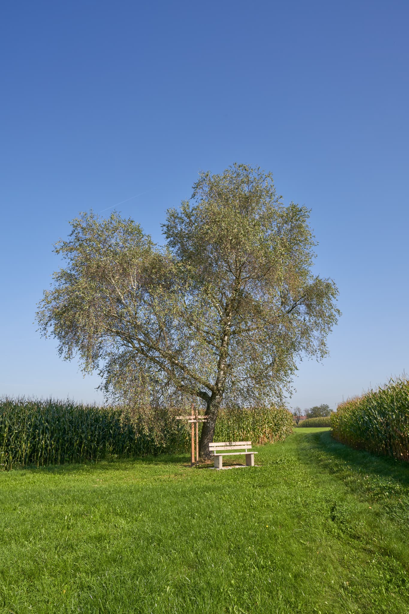 Der St.-Rupert-Pilgerweg bei Brandstätt bei Kastl, Altötting, Oberbayern, Deutschland, Inn-Salzach. Baum, Kreuz und Bank zwischen Feldern.