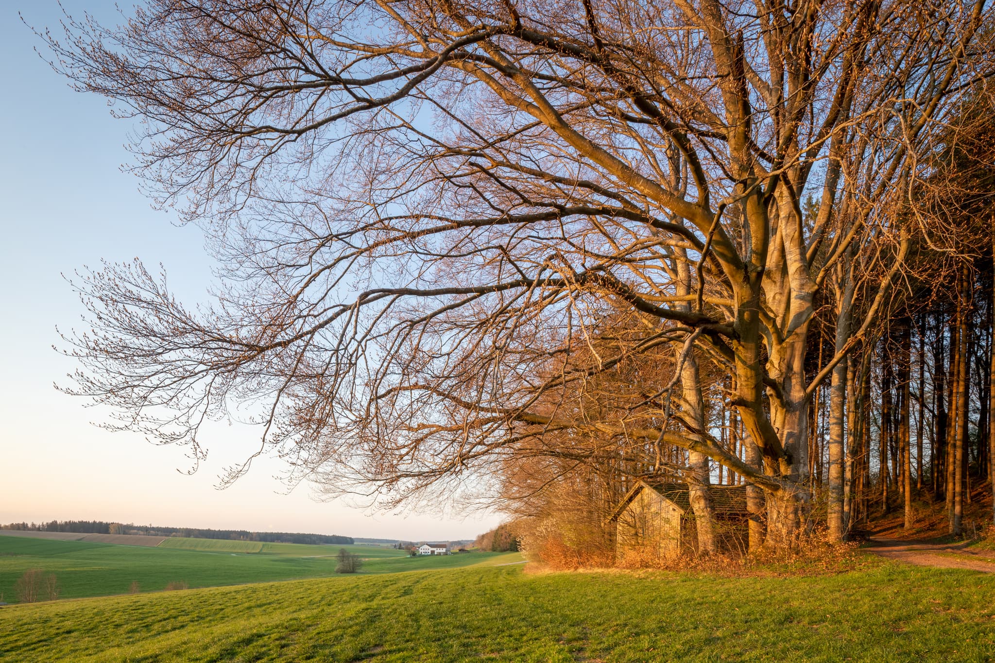 Landschaft bei Weiher am Waldrand in Arbing, Reischach, Landkreis Altötting, Oberbayern. Das Holzland zeigt weite grüne Felder und markante Bäume im Abendlicht.