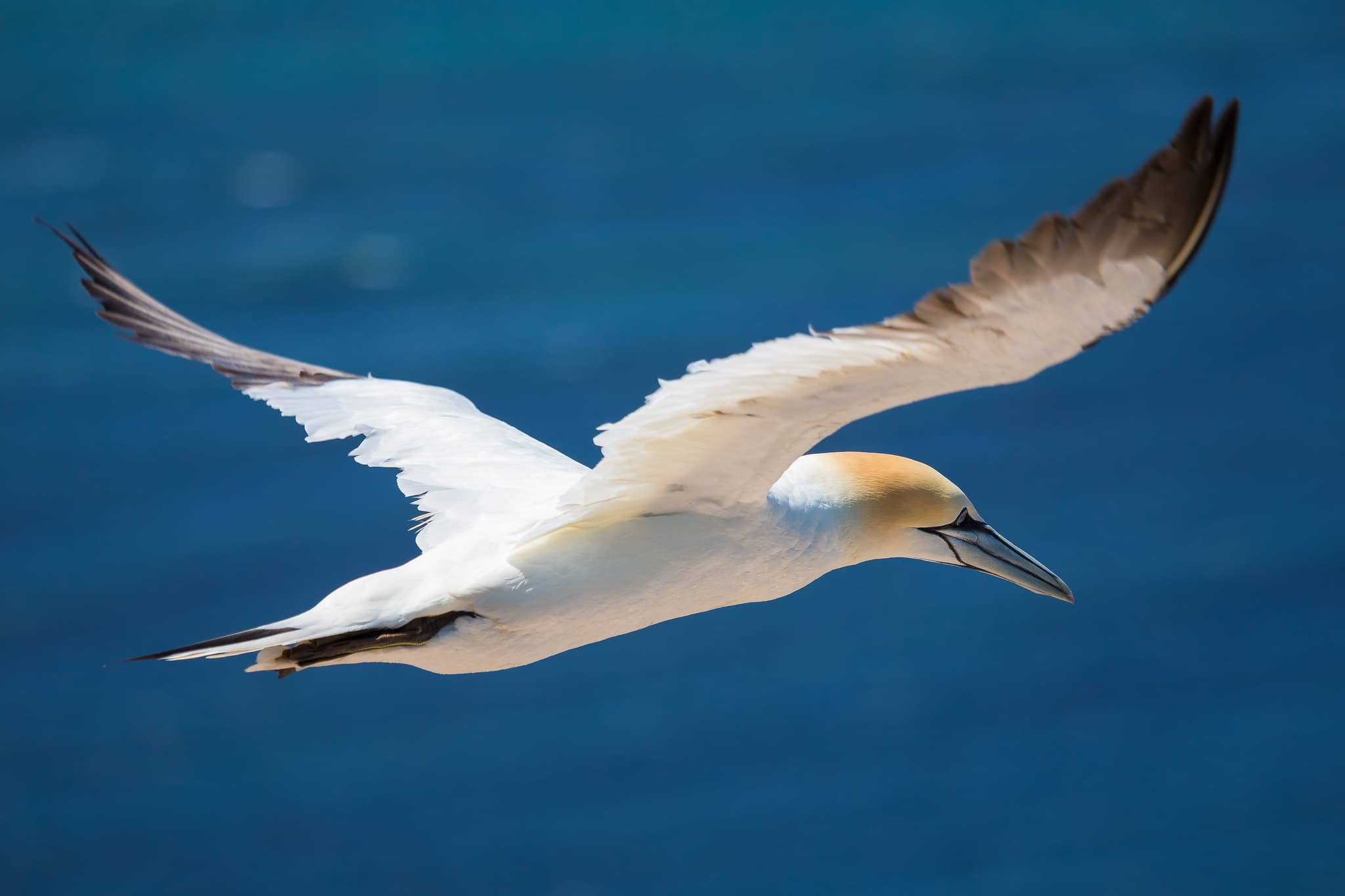 Ein Basstöpel im Flug über Helgoland. Die Insel in der Nordsee, Landkreis Pinneberg, Schleswig-Holstein, Deutschland, bietet einzigartige Naturerlebnisse.