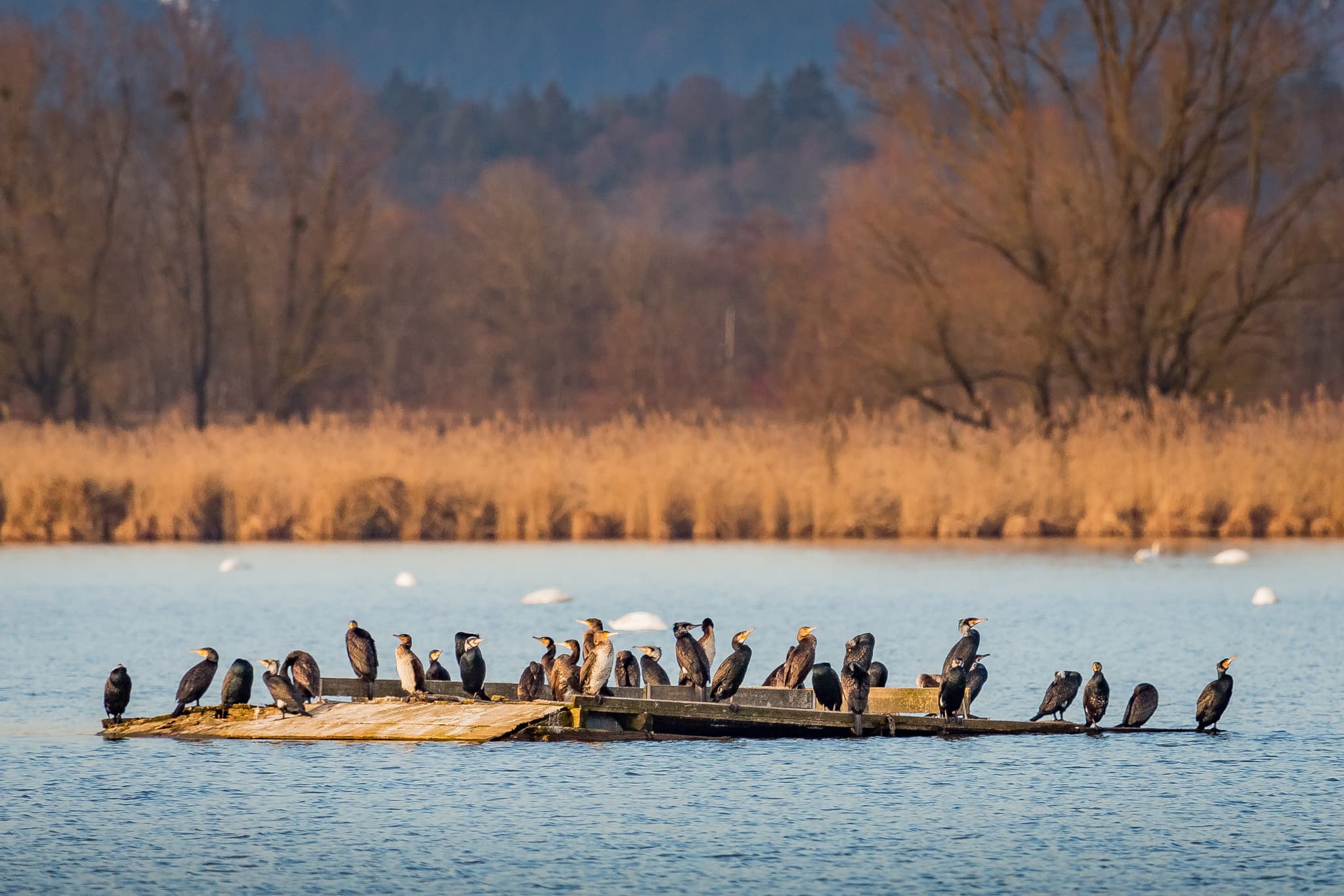 Fotografie von Kormoranen am Innspitz in Haiming, Landkreis Altötting, Oberbayern. Europareservat Unterer-Inn, Region Inn-Salzach