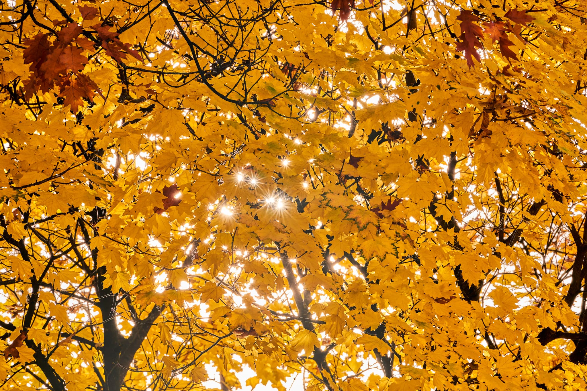 Herbstbaum mit leuchtend gelbem Laub am Kindergarten Hörniweg in Schönau, Rottal-Inn, Niederbayern. Charakteristische Szene im Holzland, Deutschland.