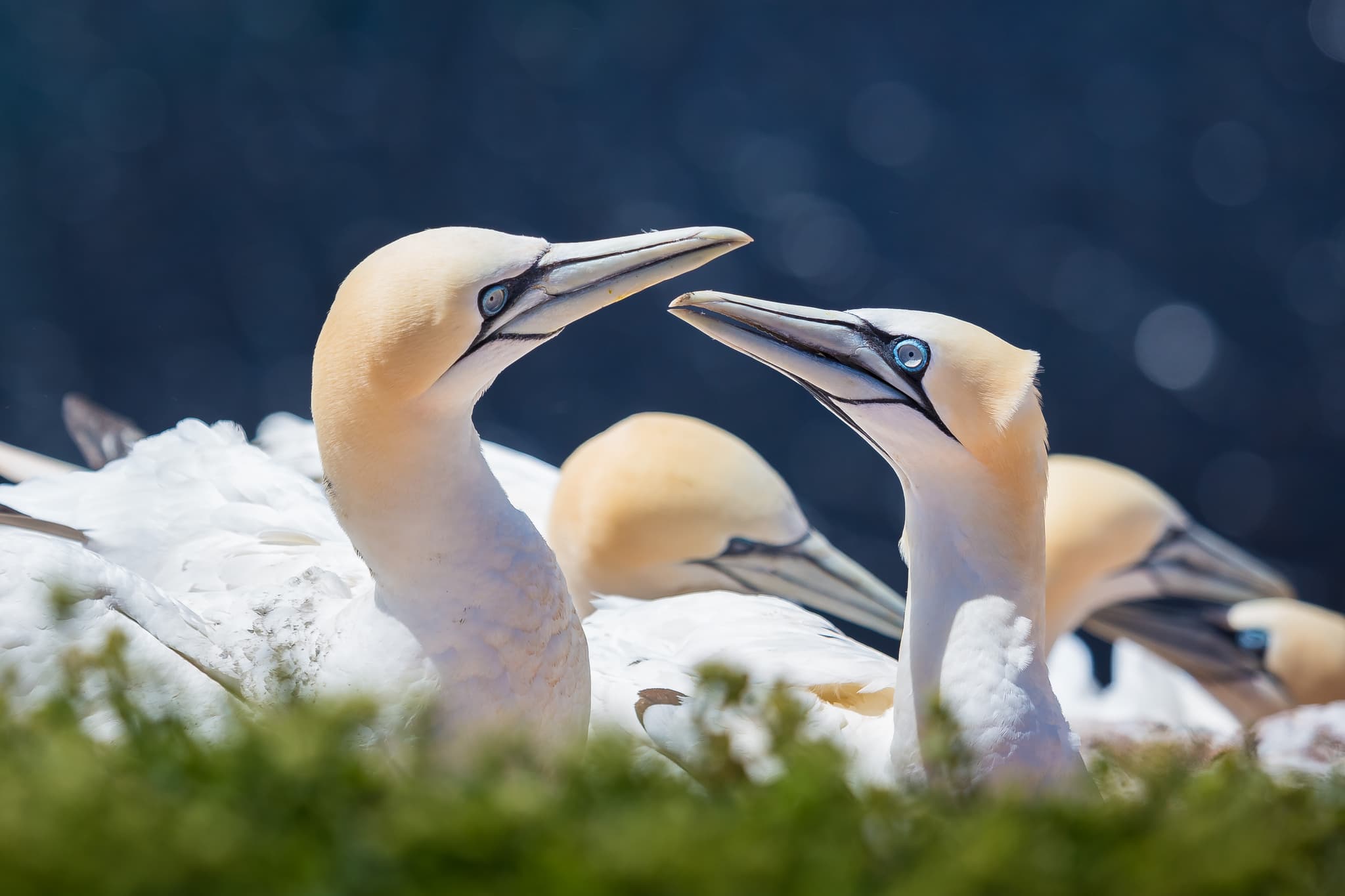 Basstölpel auf Helgoland, Hochseeinsel im Landkreis Pinneberg, Schleswig-Holstein. Diese Seevögel bevölkern die Nordseeküste Deutschlands.