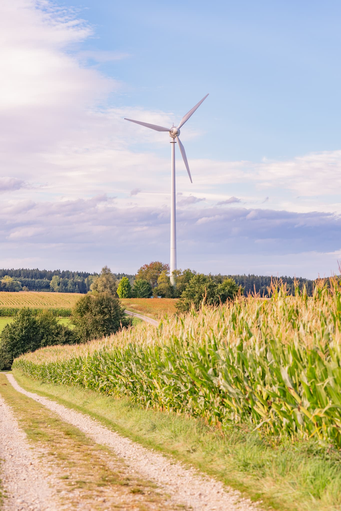 Windpark in Dirnaich bei Gangkofen, Landkreis Rottal-Inn, Niederbayern. Eine weite Landschaft im Holzland Deutschlands mit reifen Maisfeldern und einem Feldweg.