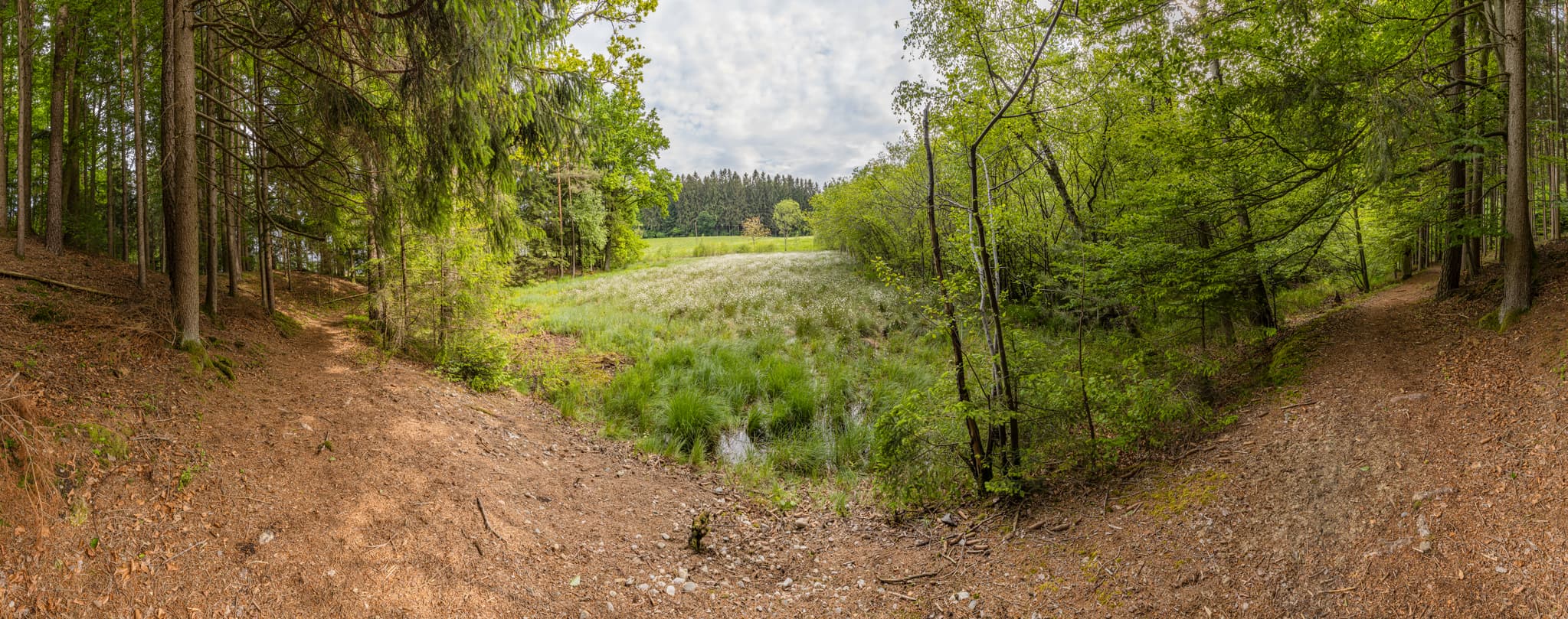 Haager Land Todeiskesselweg, Haag, Mühldorf am Inn, Oberbayern: Waldweg zu feuchter Wiese. Typische Landschaft der Region Inn-Salzach, Deutschland.