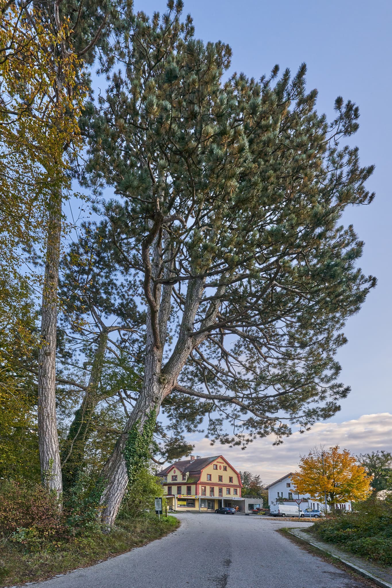 Große Schwarzkiefer prägt Landschaft nahe Eisenfelden Bahnhof in Winhöring, Altötting, Oberbayern, Inn-Salzach, Deutschland. Ländliche Umgebung mit Gebäuden.