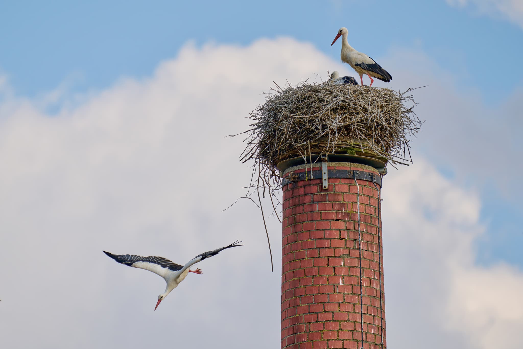 Storchennest auf dem Graf Arco Turm in Bad Birnbach, Rottal-Inn, Niederbayern. Störche am Nest, einer landet, ein weiterer wartet. Naturaufnahme im Bäderdreieck