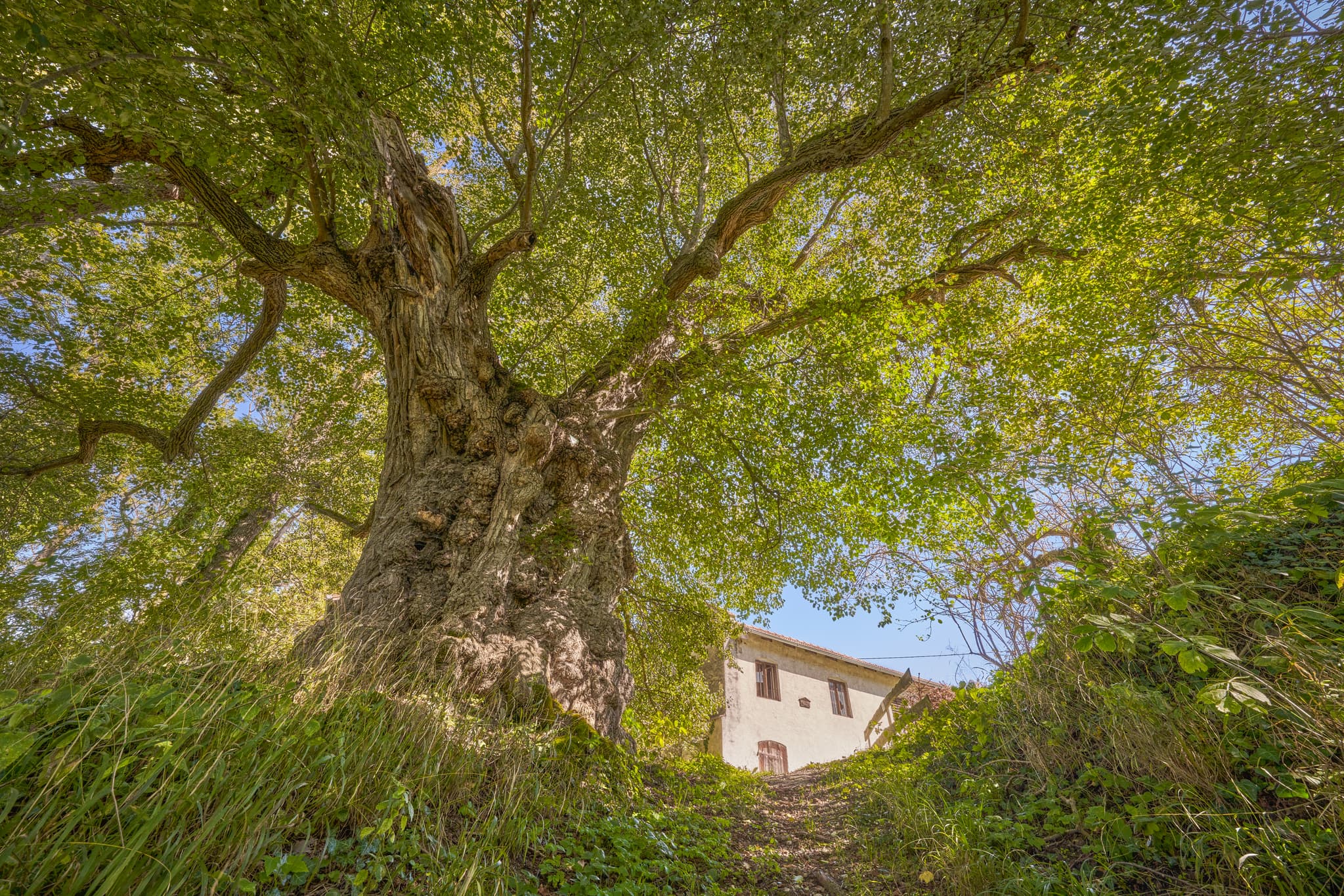 Historische Alte Linde in Kraiburg, ein Naturdenkmal der Inn-Salzach Region. Gelegen im Landkreis Mühldorf am Inn, Oberbayern, Deutschland, prägt den Ort.