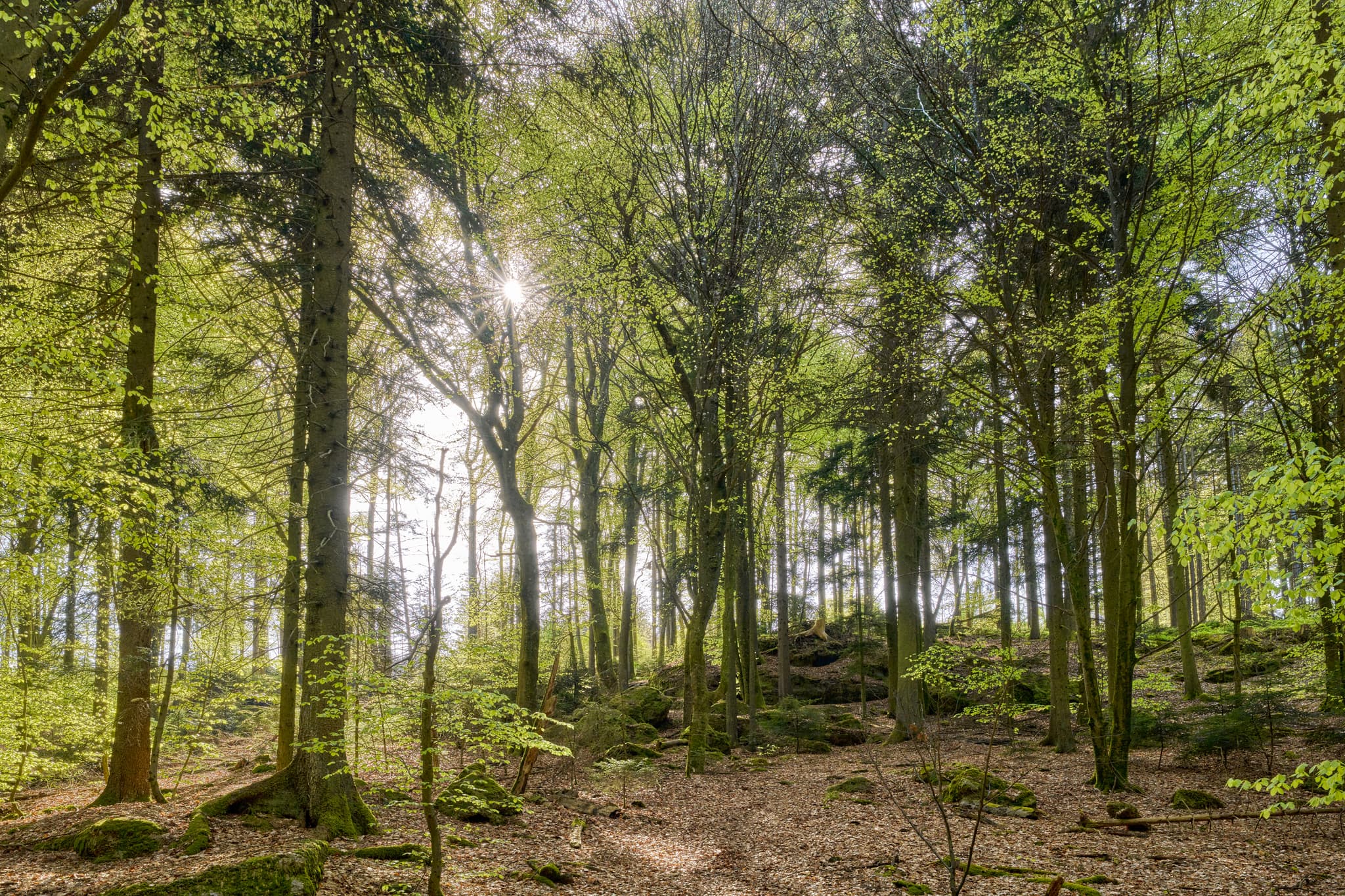 Waldgebiet bei St. Salvator, Luisenburg, Bad Griesbach, Landkreis Passau, Niederbayern, Bayern, Deutschland. Sonnenlicht durch Blätterdach. Bäume.