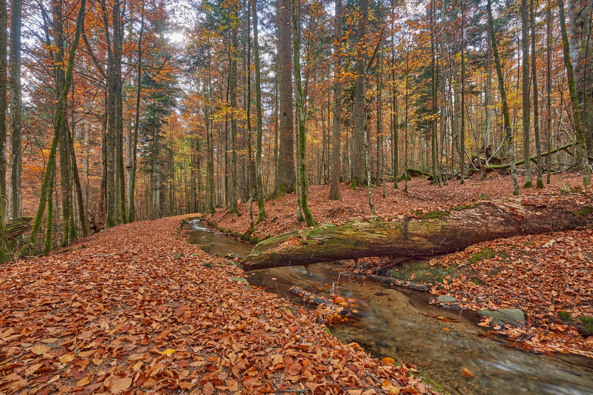 Schwellkanal im herbstlichen Wald im Hans-Watzlik-Hain bei Bayerisch Eisenstein, Landkreis Regen, Niederbayern, Bayerischer Wald.