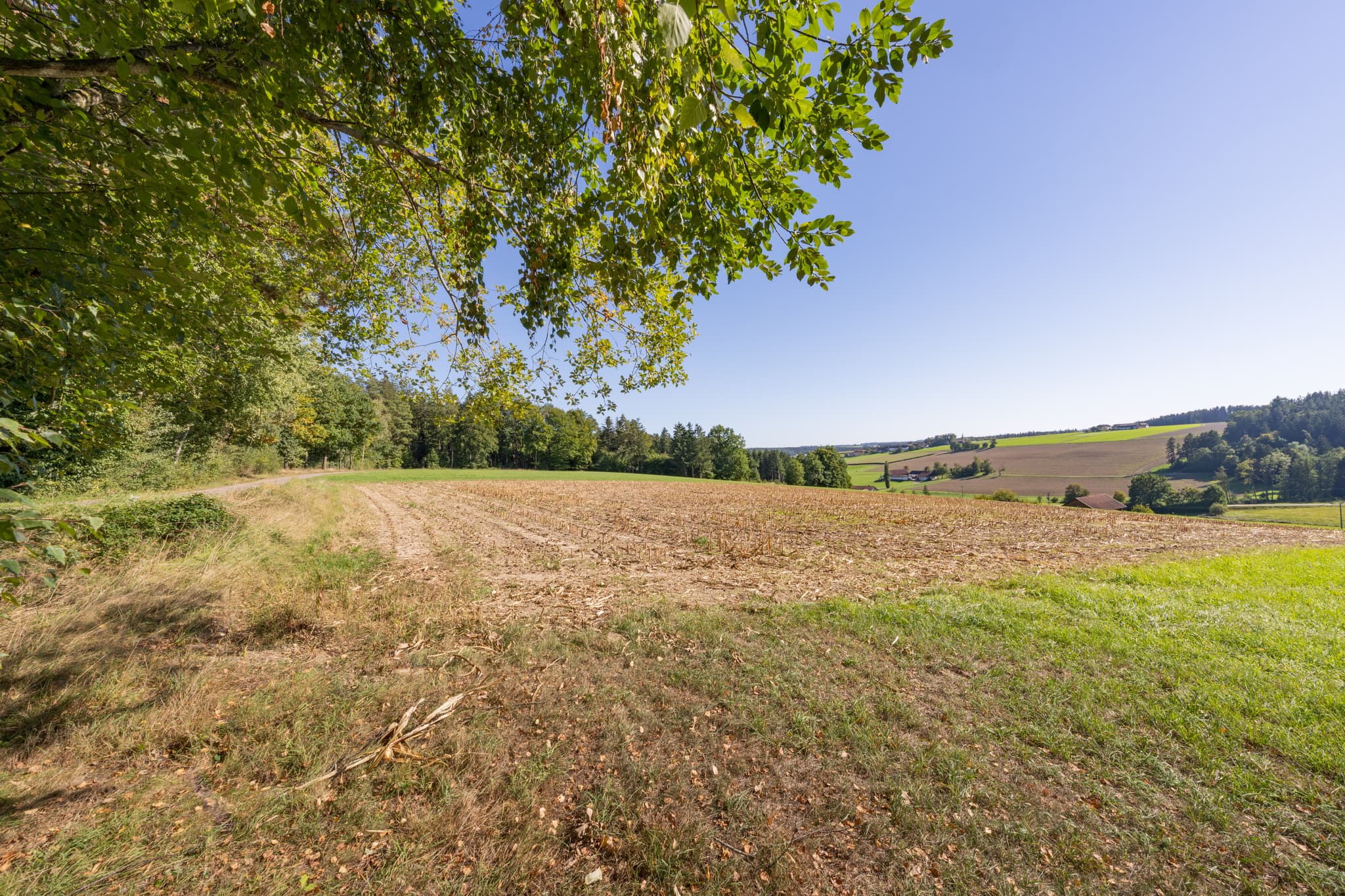 Landschaft am Wanderweg in Guteneck, Johanniskirchen, Rottal-Inn. Felder und Bäume prägen das Bild in Niederbayern, Region Holzland, Deutschland.