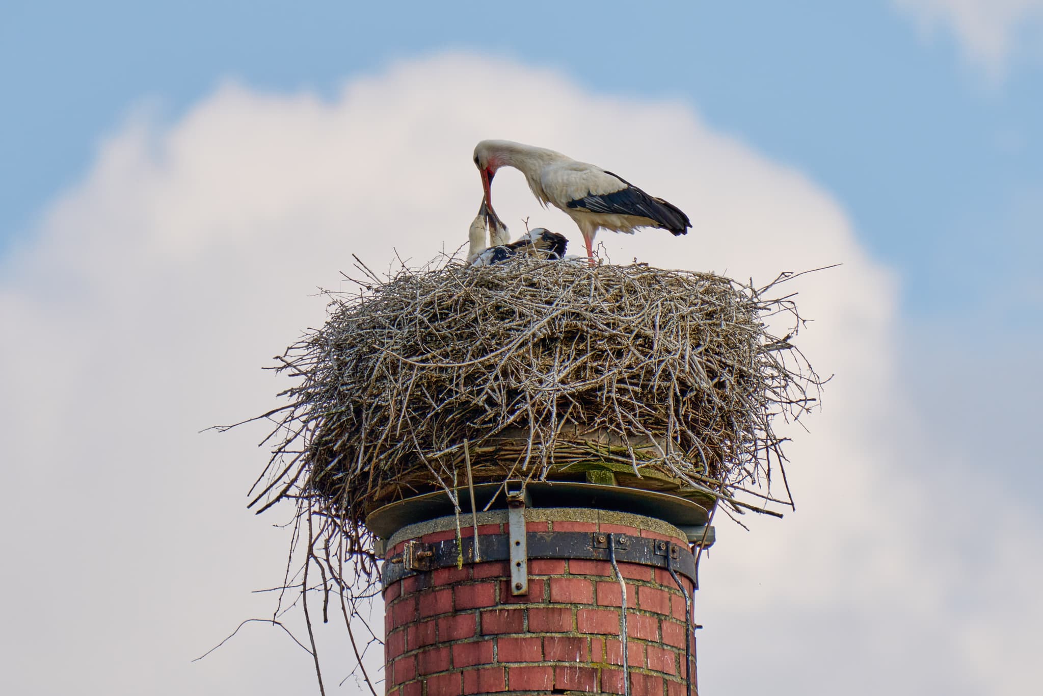 Storchennest mit Storch und Küken am Graf Arco Turm in Bad Birnbach, Rottal-Inn, Niederbayern. Eine Szene der heimischen Tierwelt im Bäderdreieck Deutschlands.