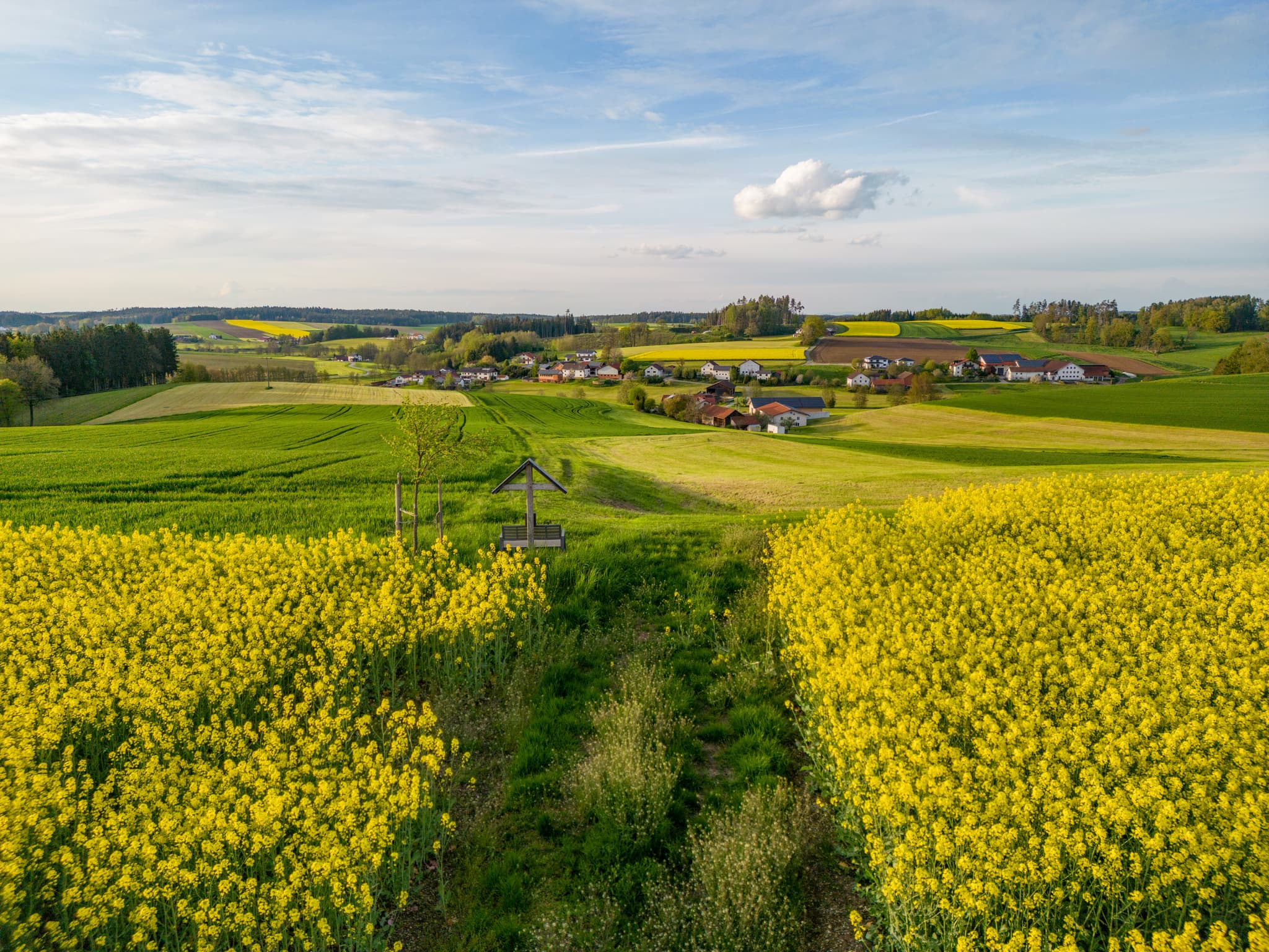 Luftbild der Rapsfelder bei Arbing Holzham, Gemeinde Reischach. Landkreis Altötting, Oberbayern, Holzland, Deutschland. Weite blühende Agrarlandschaft.