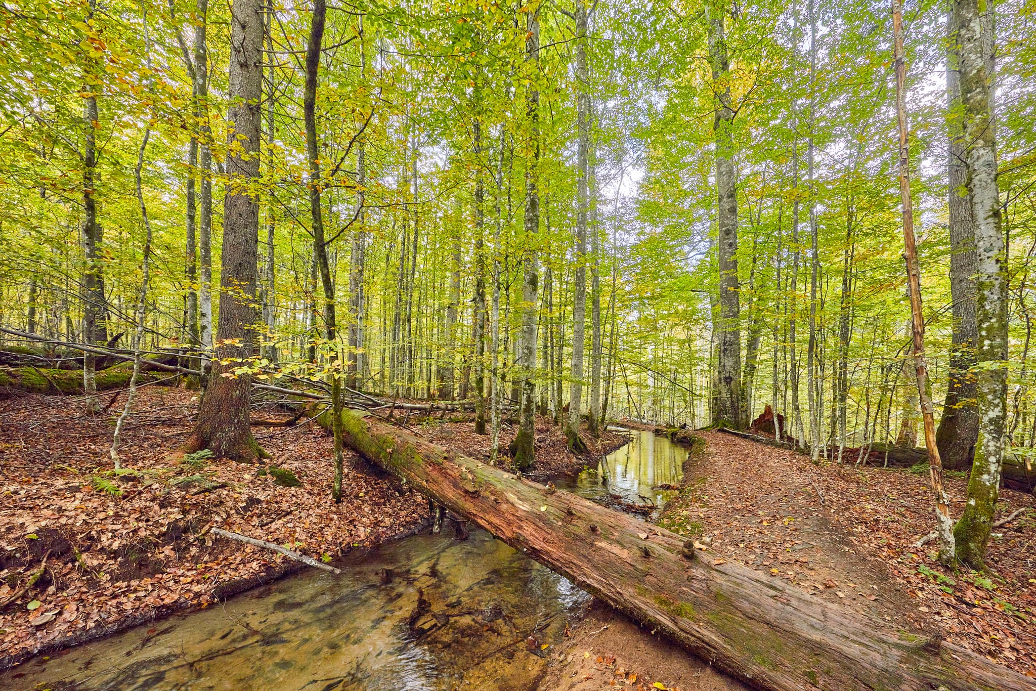 Schwellkanal im Hans-Watzlik-Hain, Bayerisch Eisenstein, Landkreis Regen, Niederbayern. Waldlandschaft im Bayerischen Wald mit einem Bach und liegenden Baum.