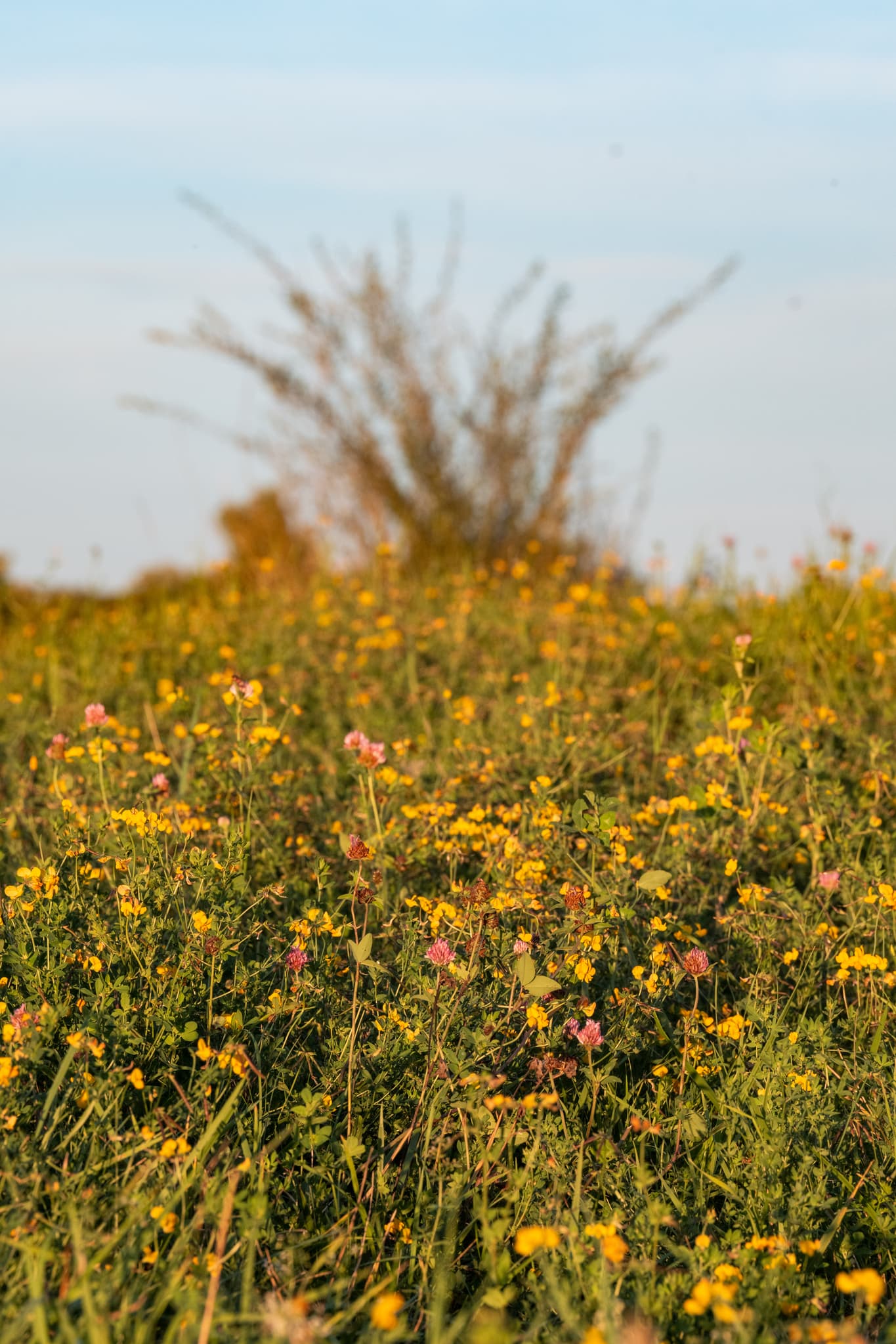 Naturbelassener Grünstreifen mit Wiesenblumen und Busch in Dirnaich, Gangkofen, Landkreis Rottal-Inn, Niederbayern, Region Holzland, Deutschland.