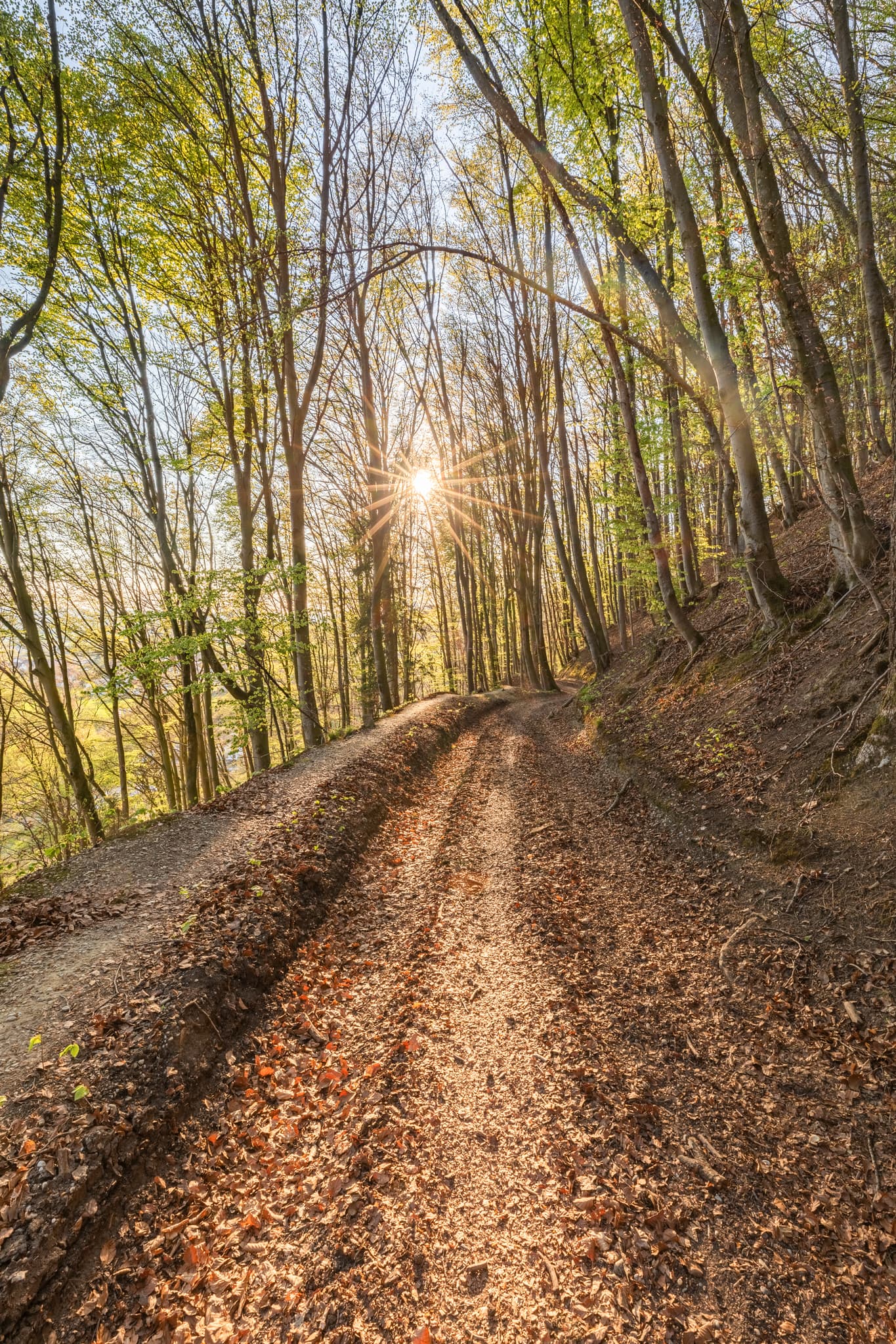 Waldweg im Anzenberg Forstweg bei Perach, Altötting, Oberbayern, Inn-Salzach, Bayern. Der Weg führt durch einen lichten Wald mit Hängen. Laubstreu am Boden.