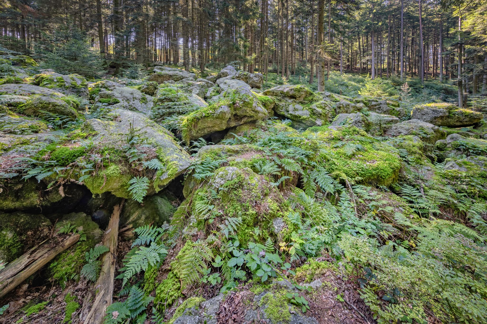 Waldgebiet mit großen Geröll-Steinen aus der Eiszeit in Voglarn bei Triftern, Rottal-Inn, Niederbayern, Holzland, Bäderdreieck, Deutschland.