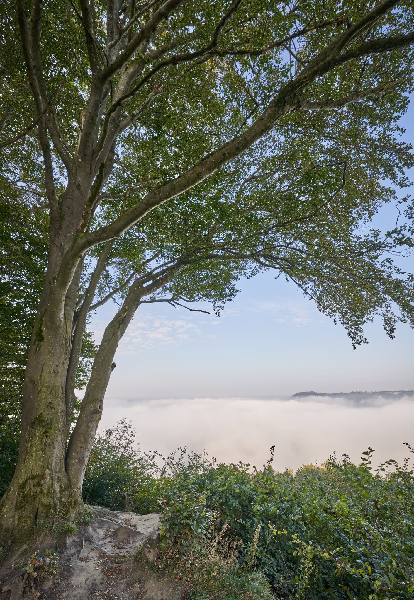 Mächtiger Baum vor nebliger Landschaft bei Gassen, Gemeinde Marktl, Landkreis Altötting, Oberbayern, Region Inn-Salzach, Deutschland.